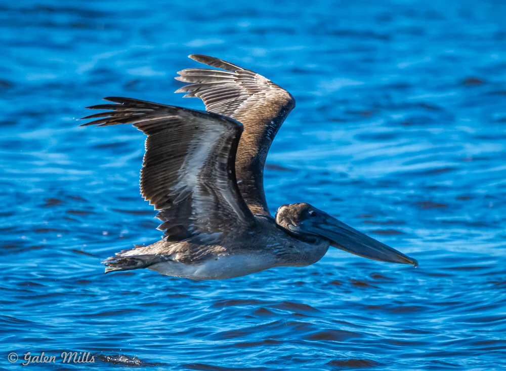 Pelican flying over water with its wings extended.
