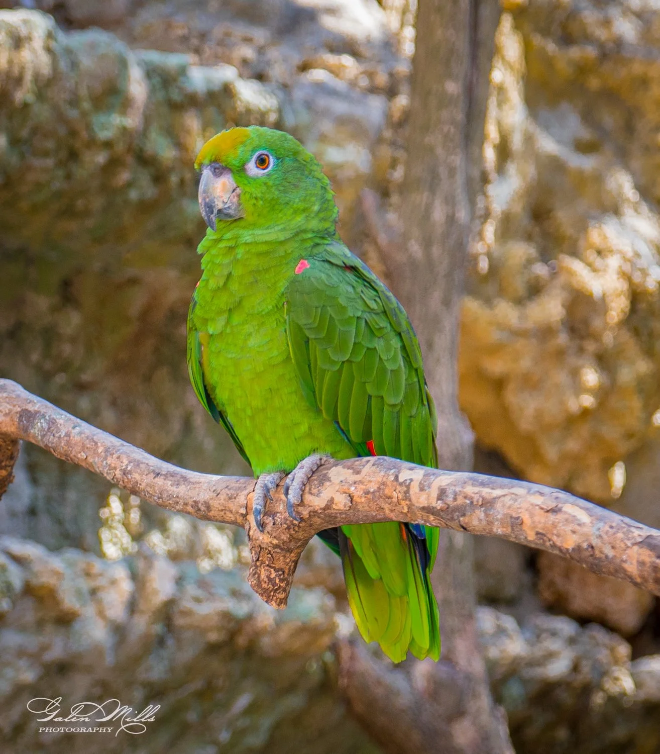Green parrot perched on a branch with a rocky background.