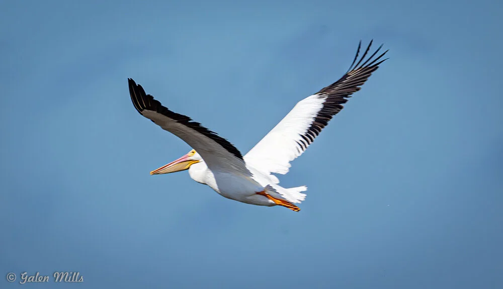 White pelican in flight against blue sky