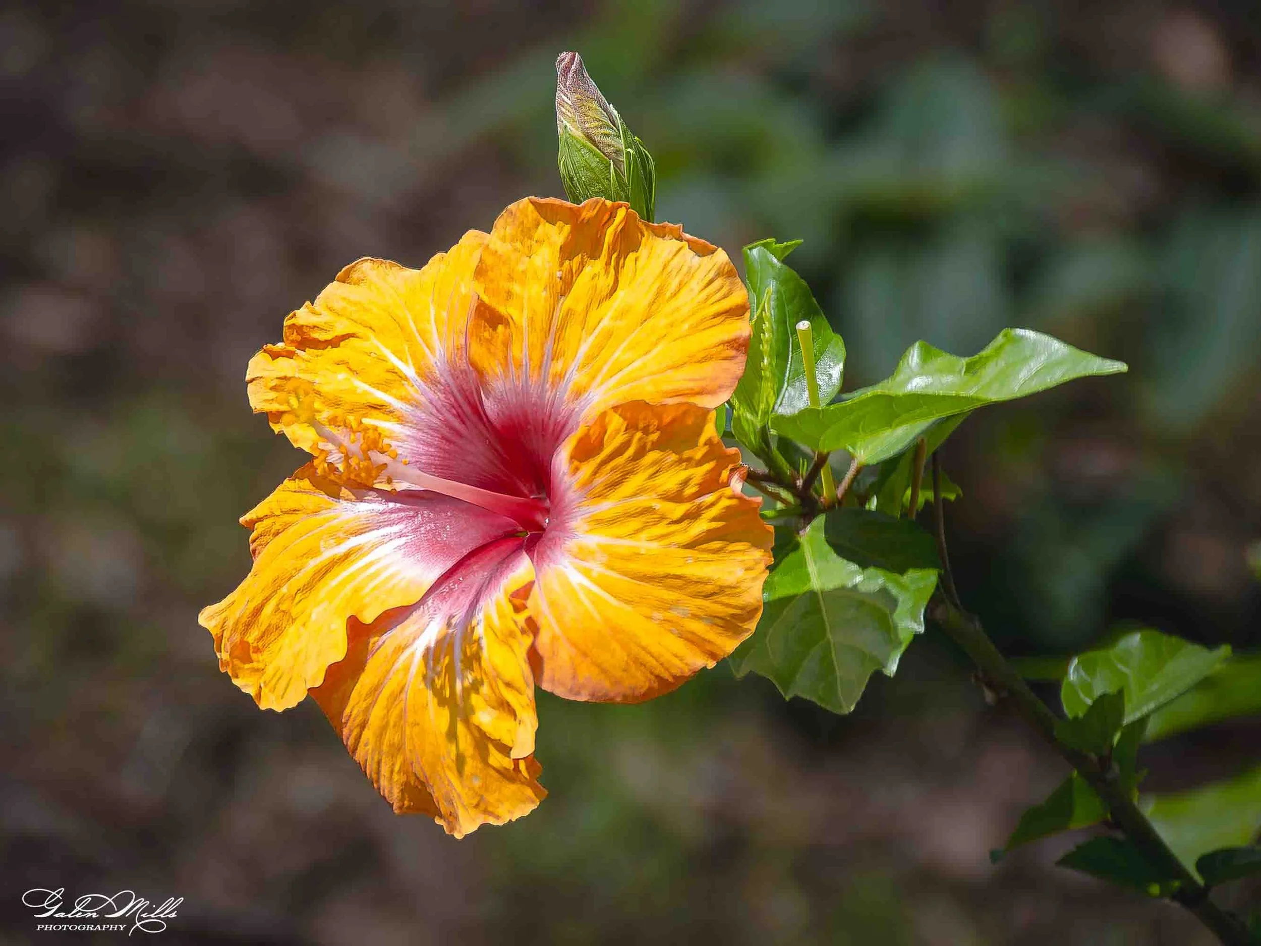 Close-up of a vibrant yellow and pink hibiscus flower with ruffled petals, alongside a green unopened bud and green leaves, against a blurred background.