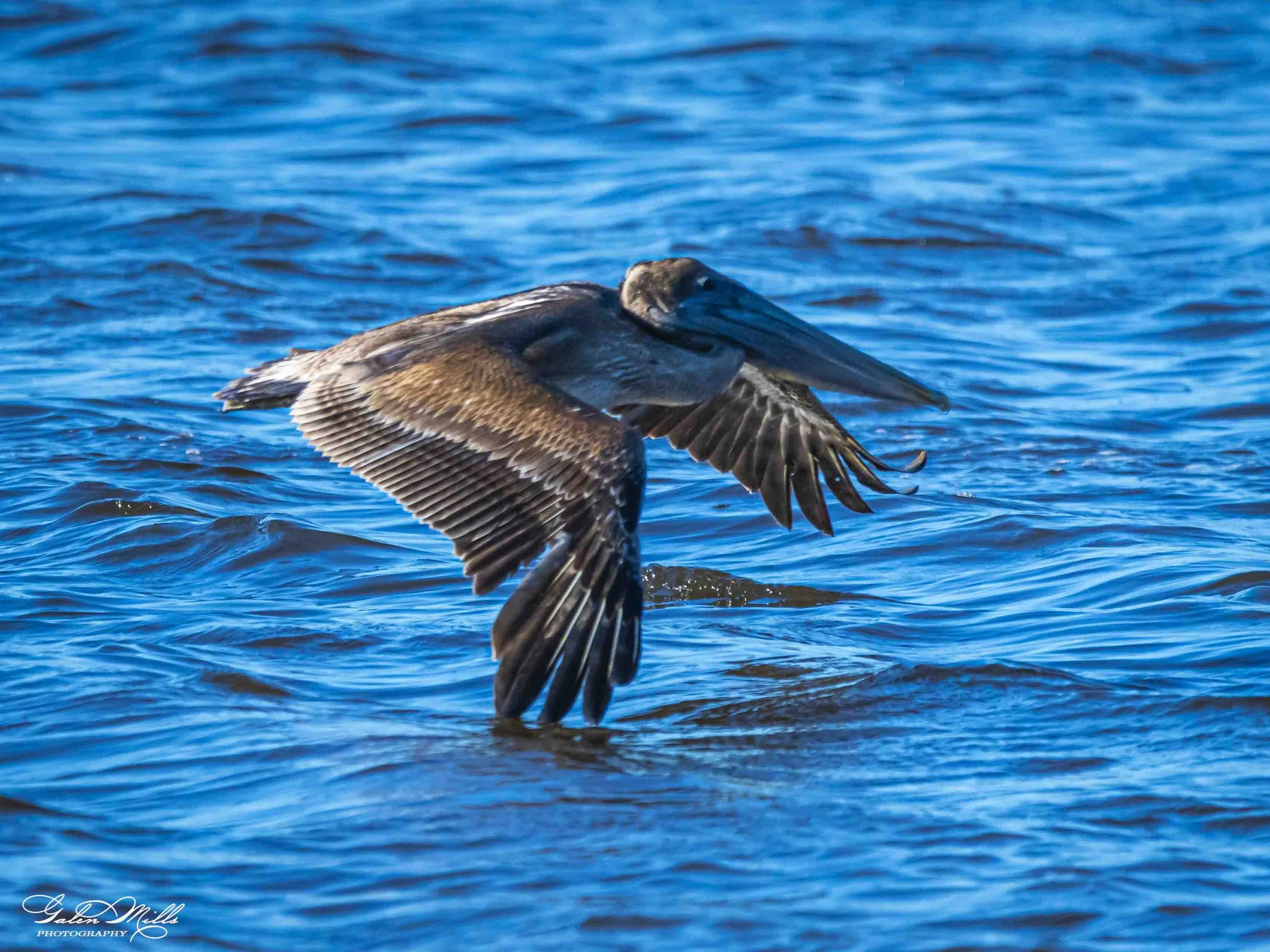 Water birds  Horz-14.jpg