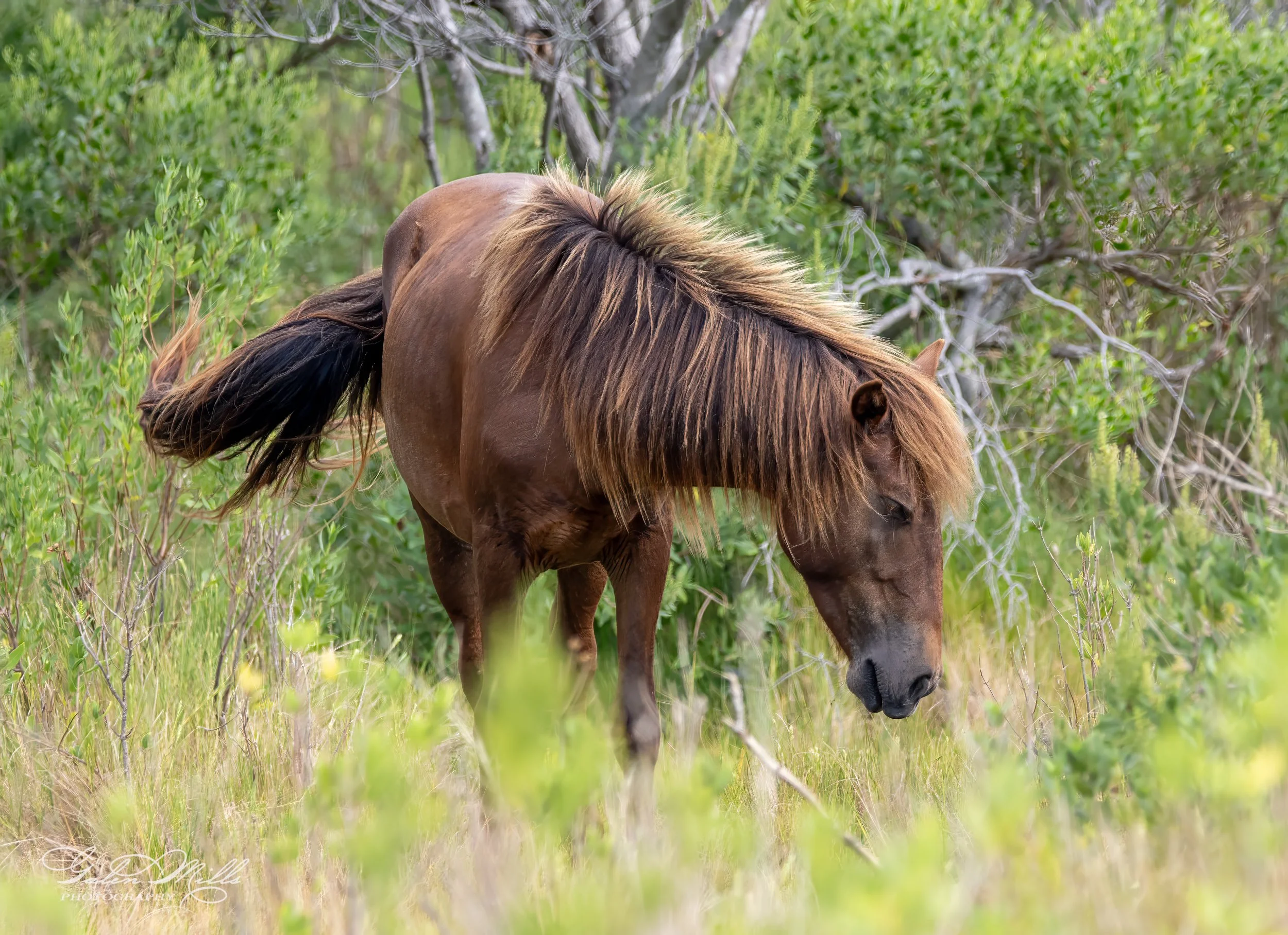 Wild horse grazing in lush green field