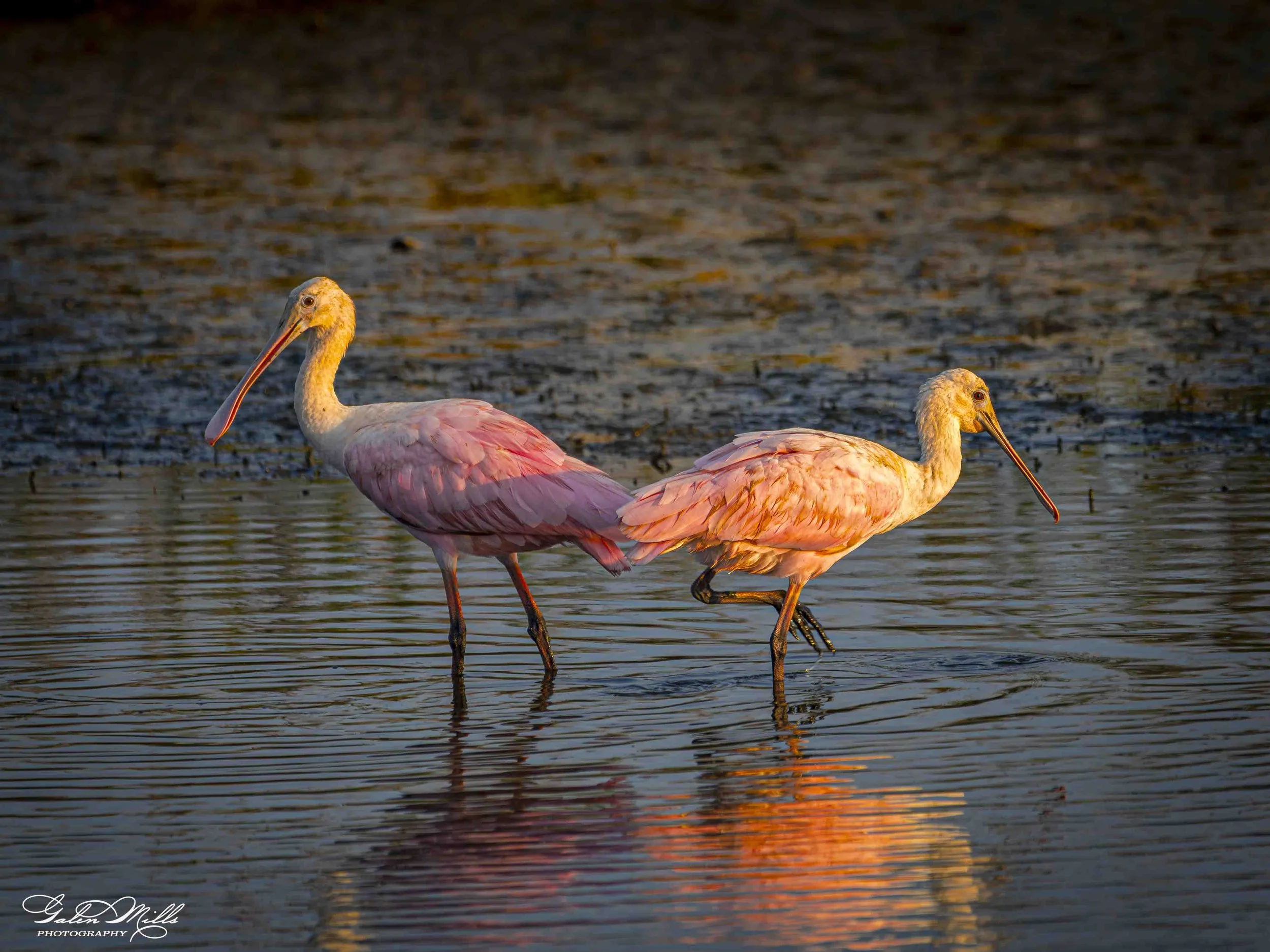 Water birds  Horz-73.jpg
