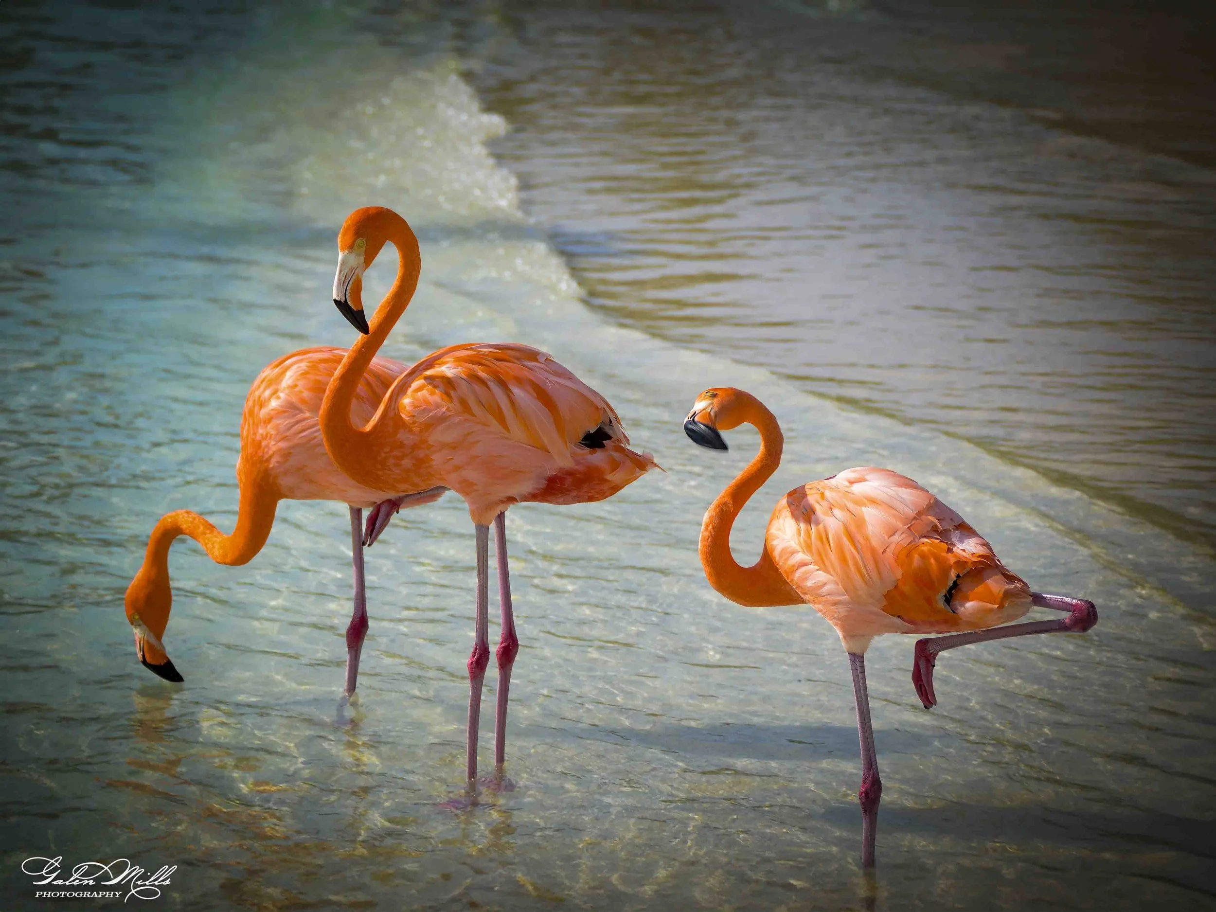 Three pink flamingos standing in shallow water near the shore, with gentle waves in the background.
