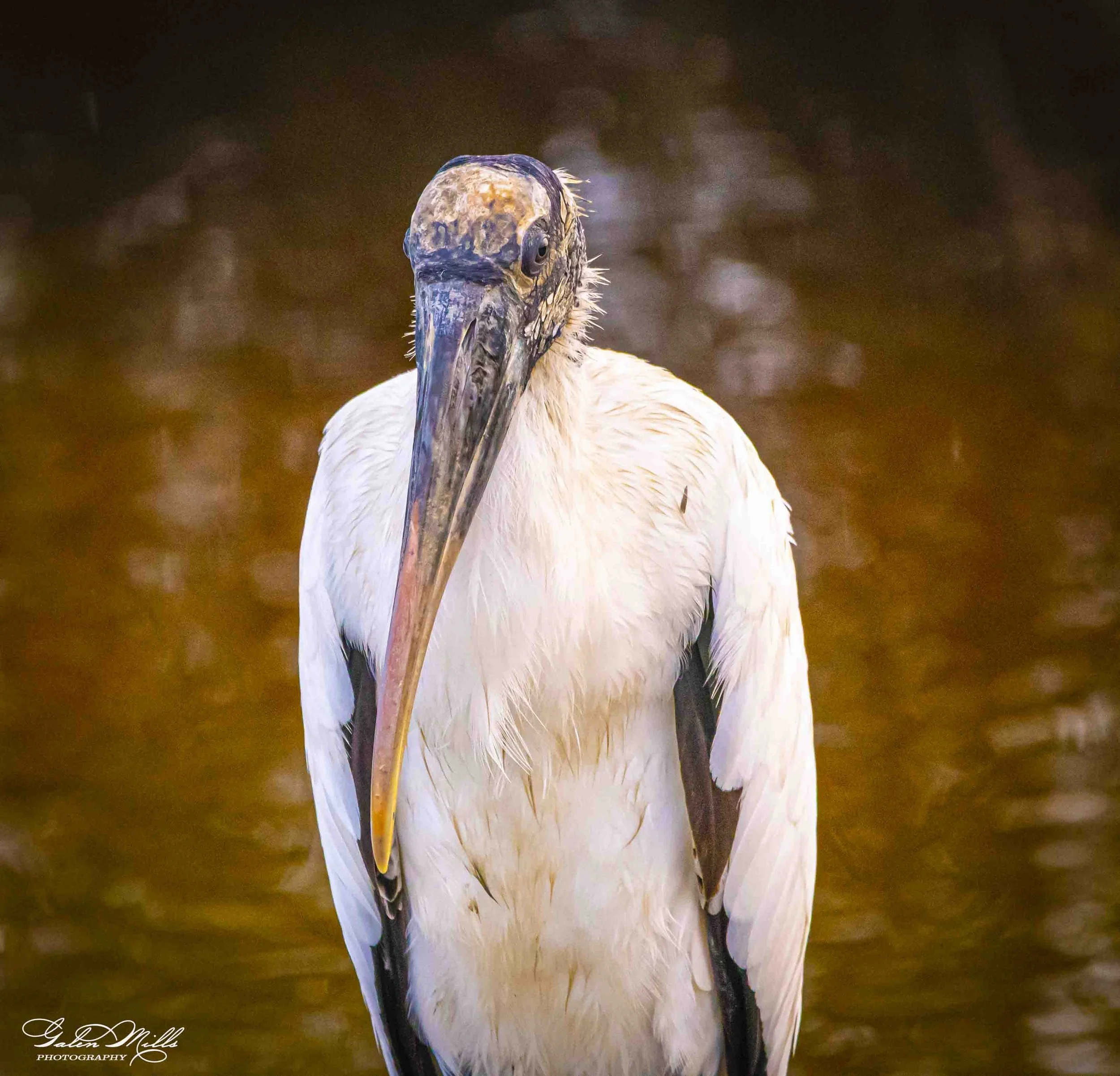 Water birds  Vert-22.jpg