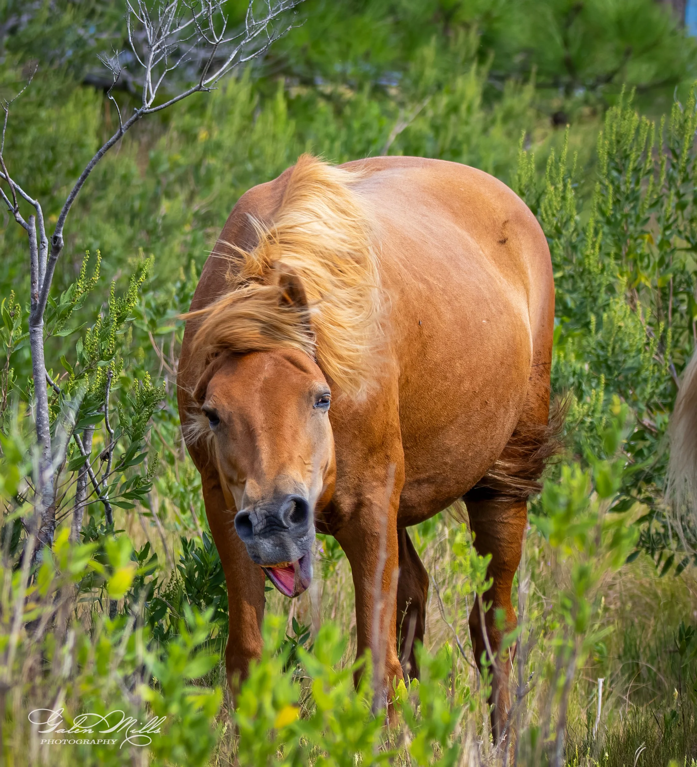 Brown horse with windblown mane standing in a grassy field surrounded by greenery.