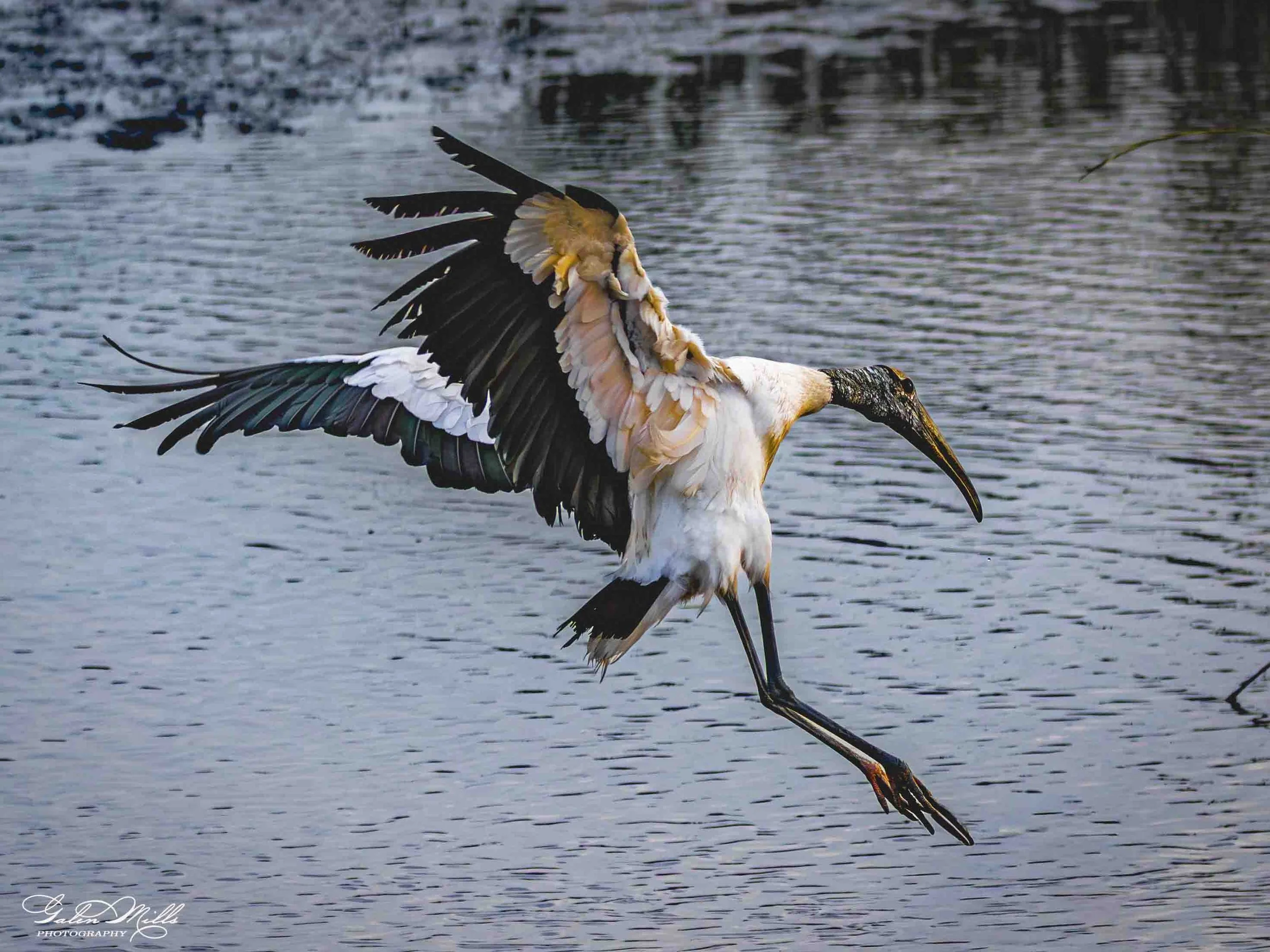 A stork standing in water with wings partially open, surrounded by rippling water and reflected sky.