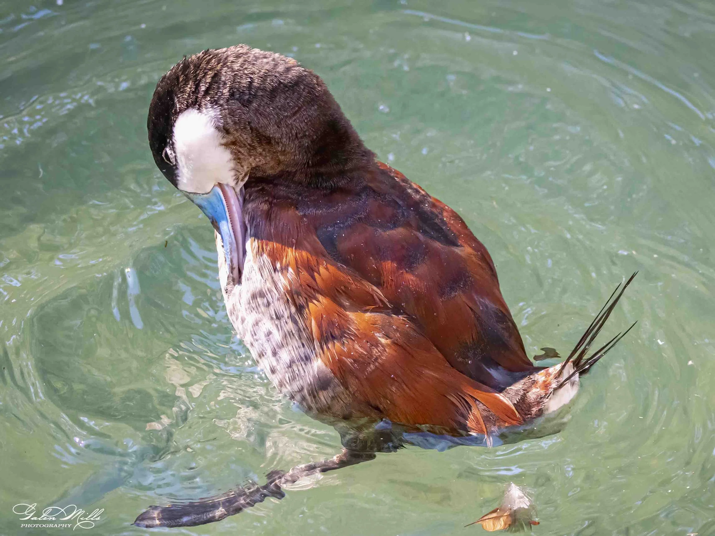 Water birds  Horz-11.jpg