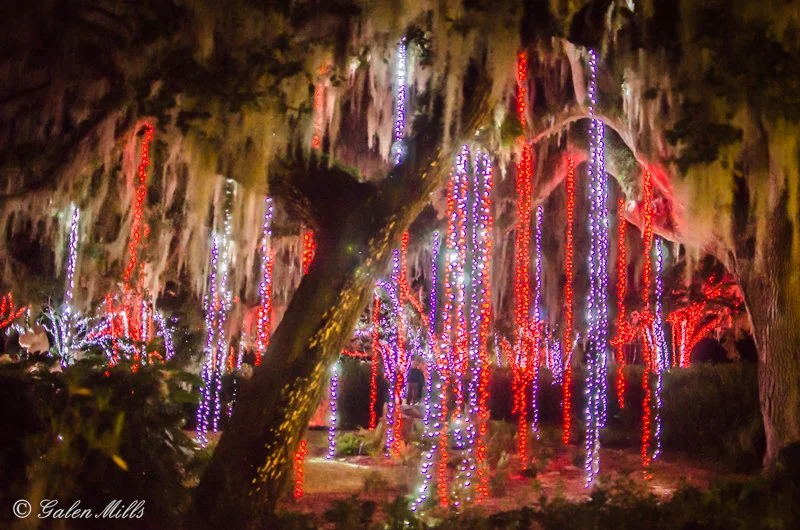 Moss-draped trees adorned with red, white, and blue holiday lights in a park setting.