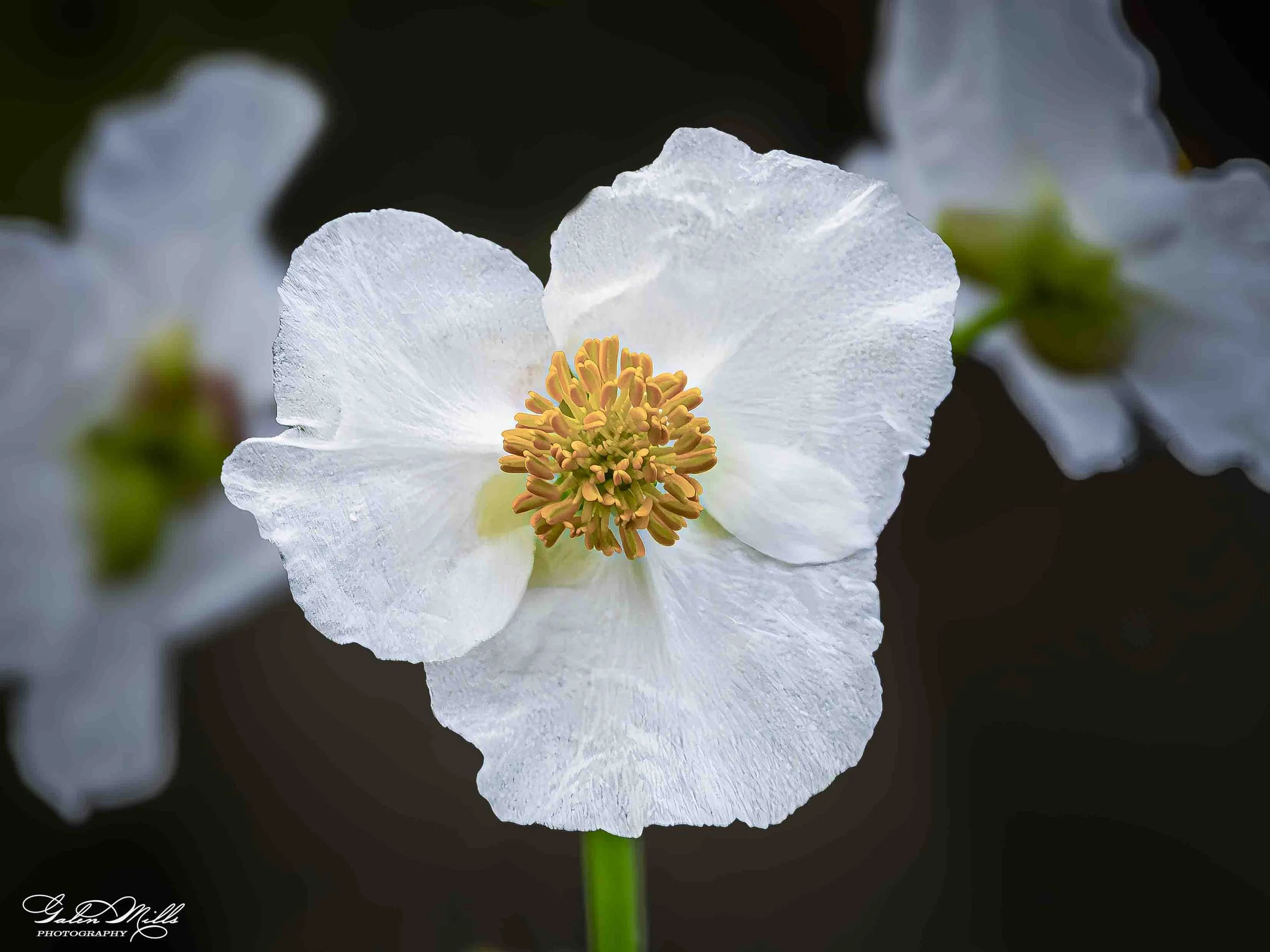 Close-up of a white flower with yellow and orange stamens against a dark background.