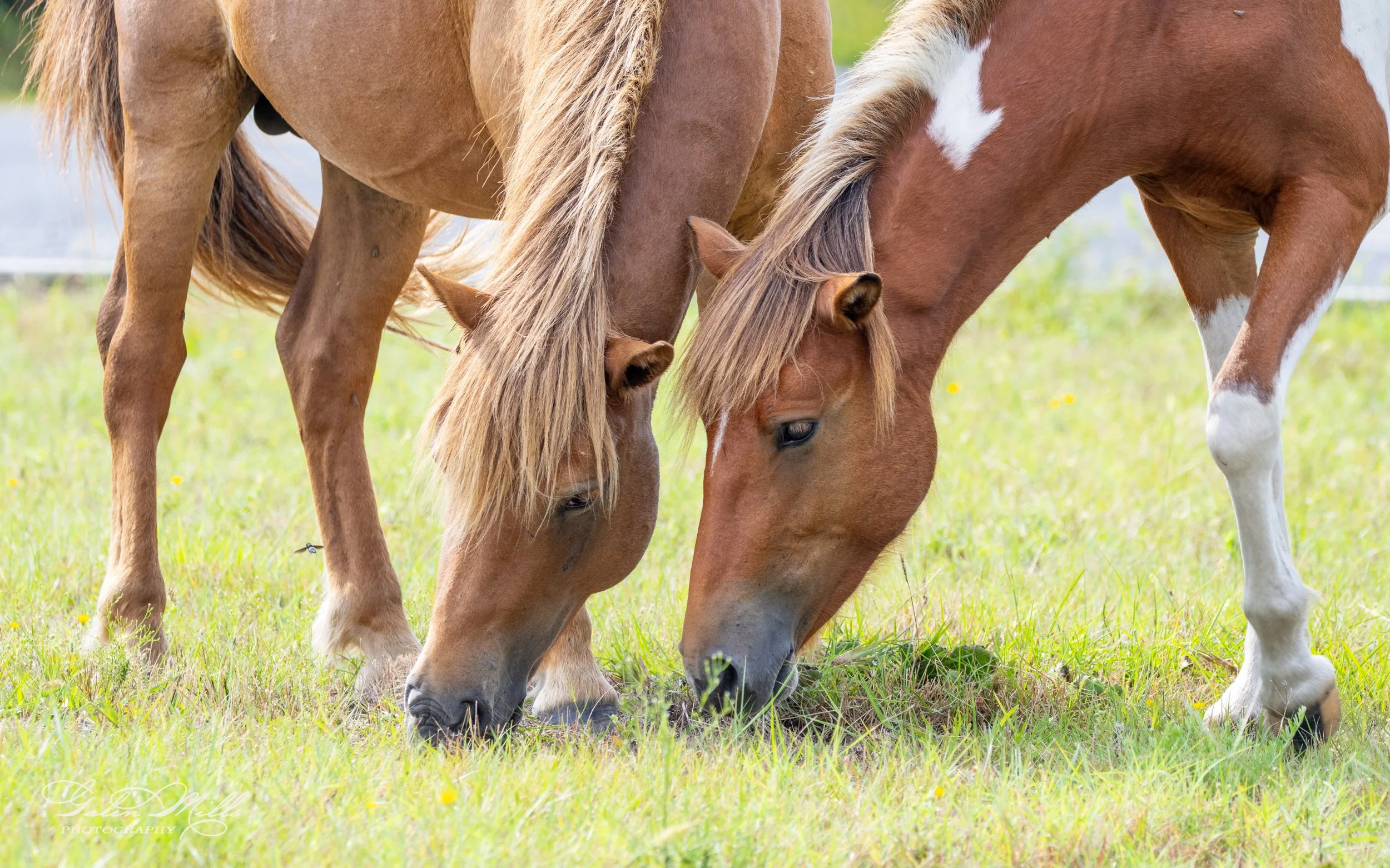 Two horses grazing on grass in a field, close-up view of their heads and necks.