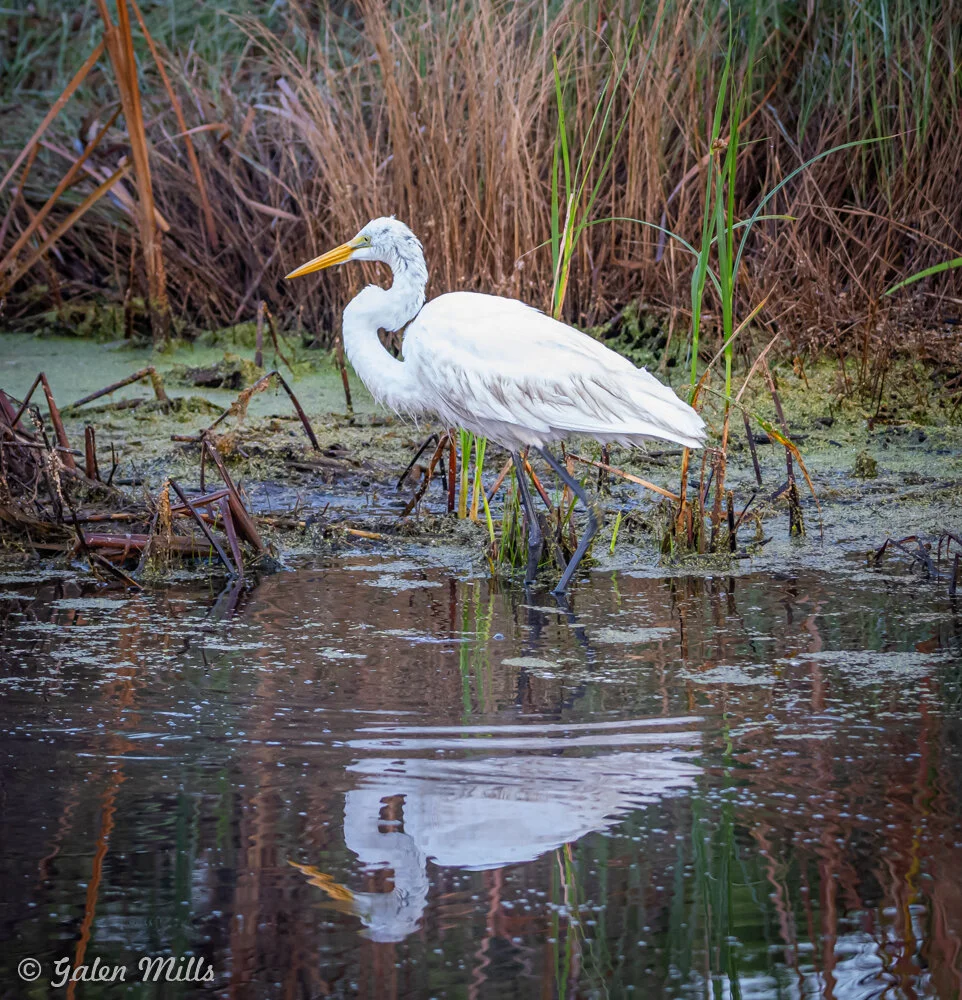 A white egret standing in a wetland area with tall grasses and reflecting water.
