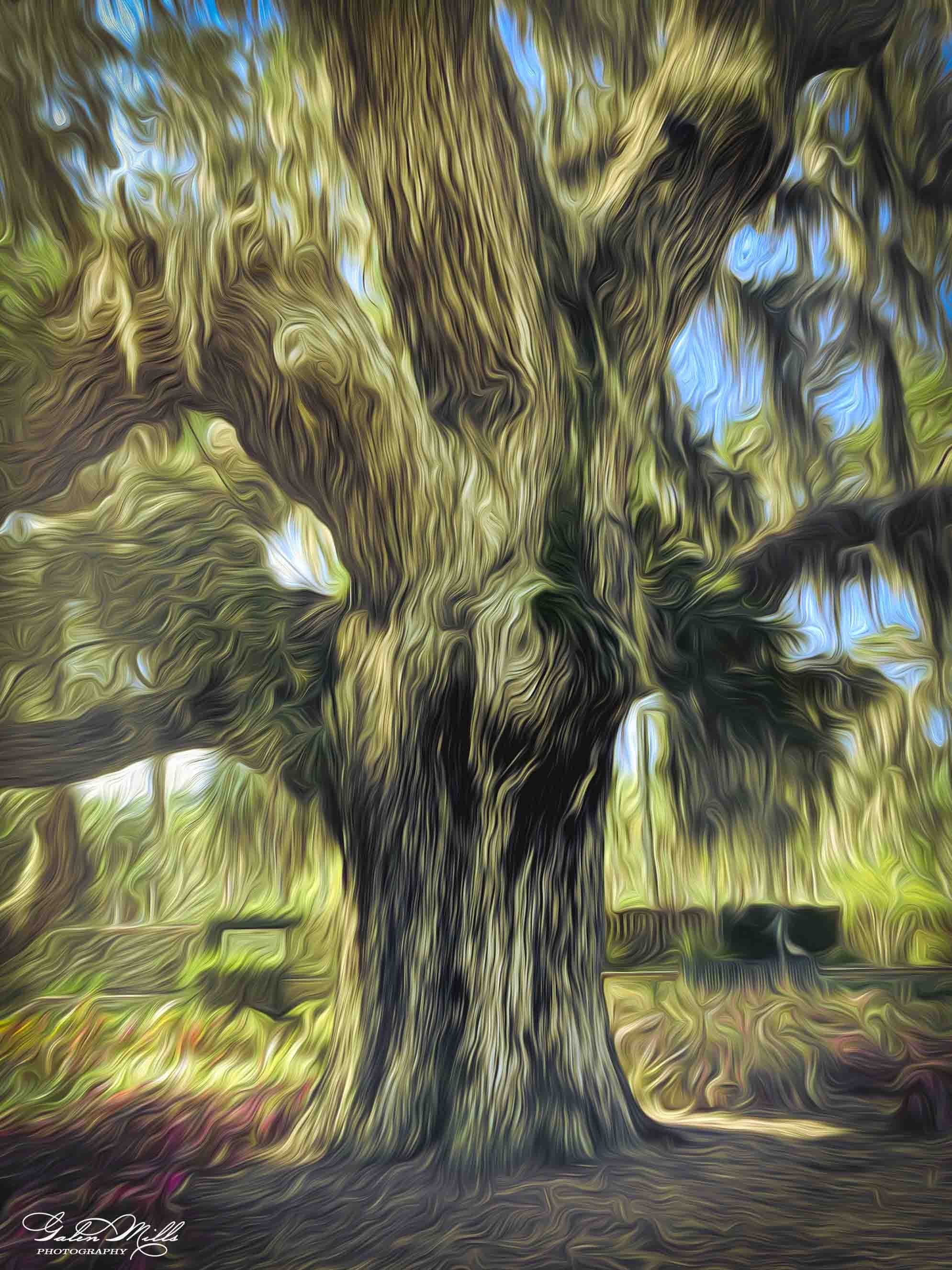 SS Photo Art -21.jpg