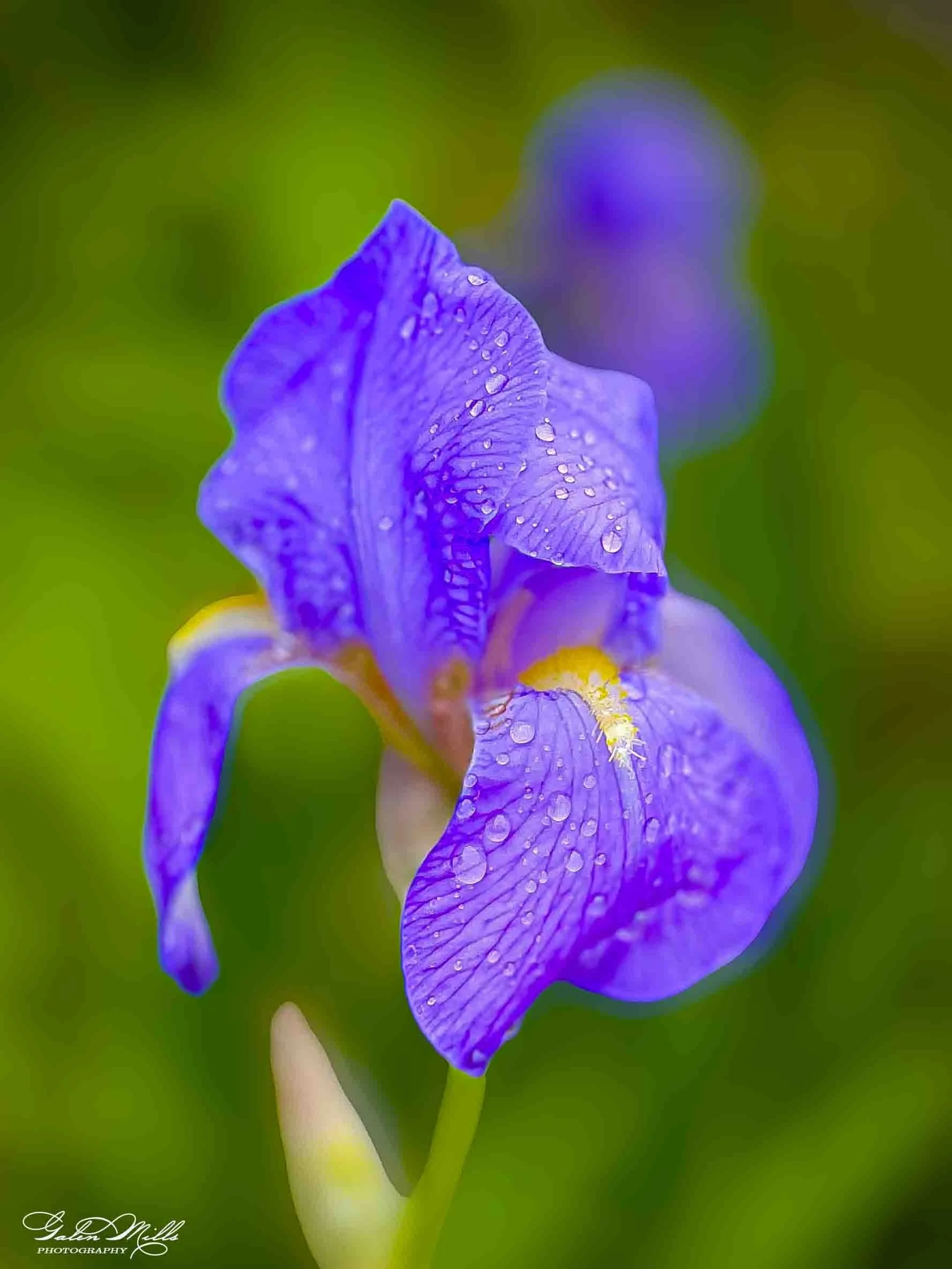 Close-up of a purple iris flower with water droplets on its petals, blurred green background.