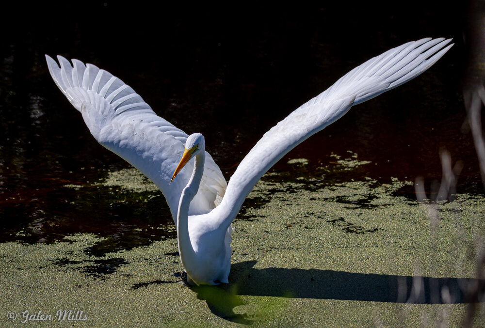 A great egret with wings spread standing in water with algae and dark background.
