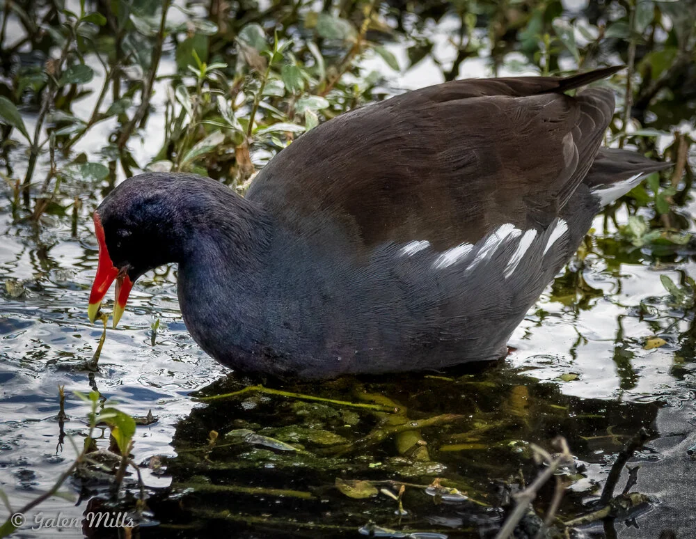 Common moorhen standing in water with aquatic plants around.