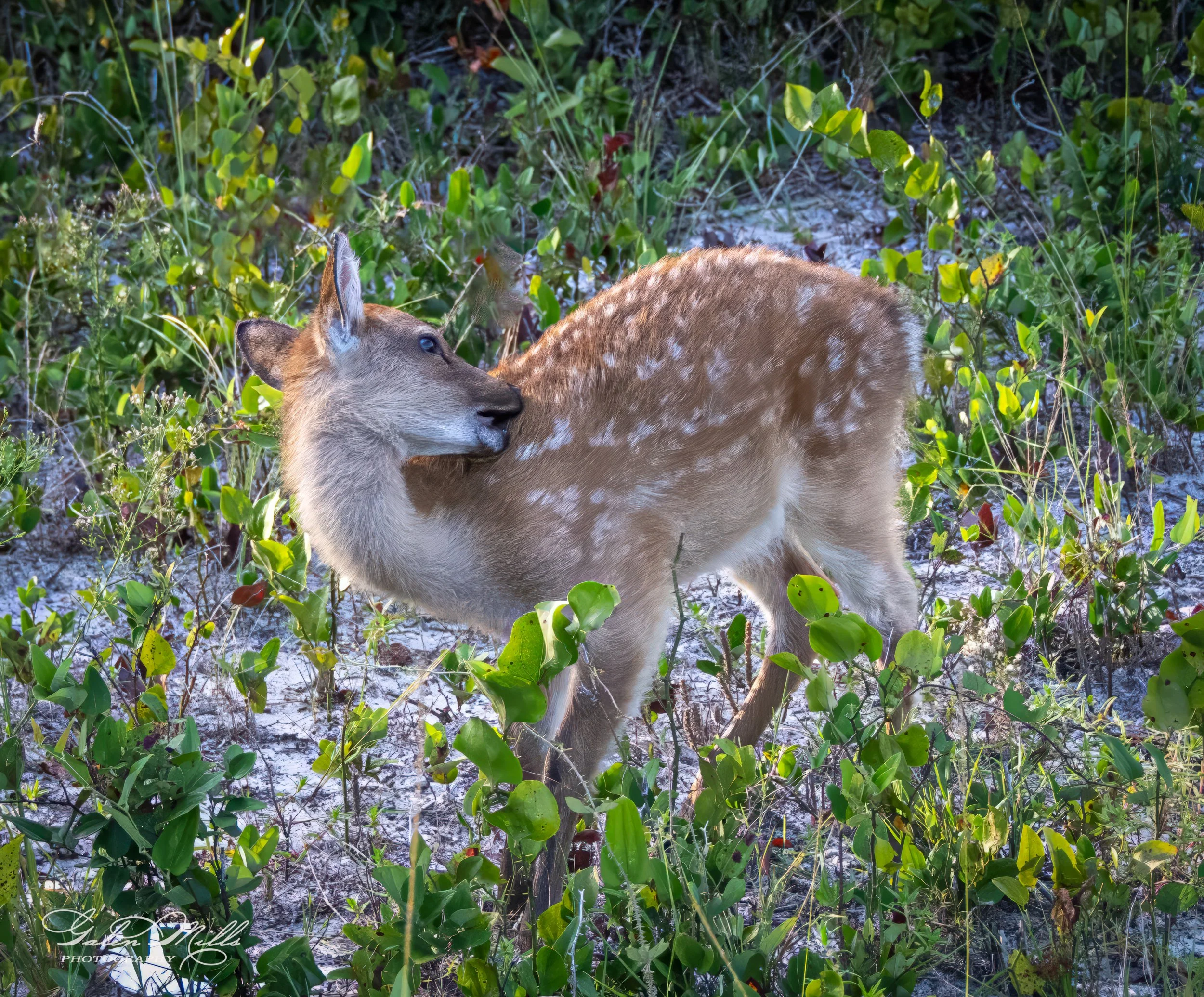 A fawn with white spots grazes in a green, leafy area with sandy soil.