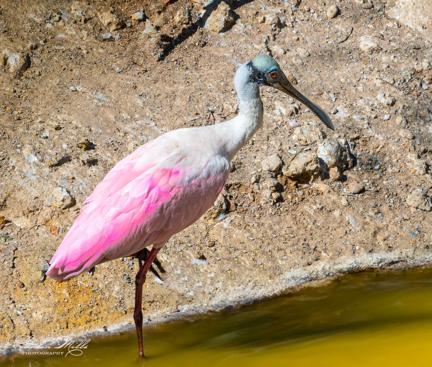 Pink and white bird with long beak standing near water on rocky terrain.