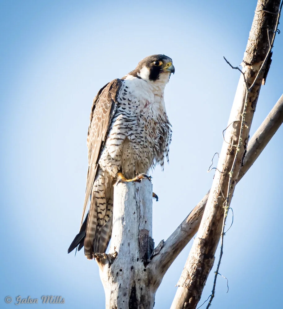 Peregrine falcon perched on a tree branch against a clear blue sky.