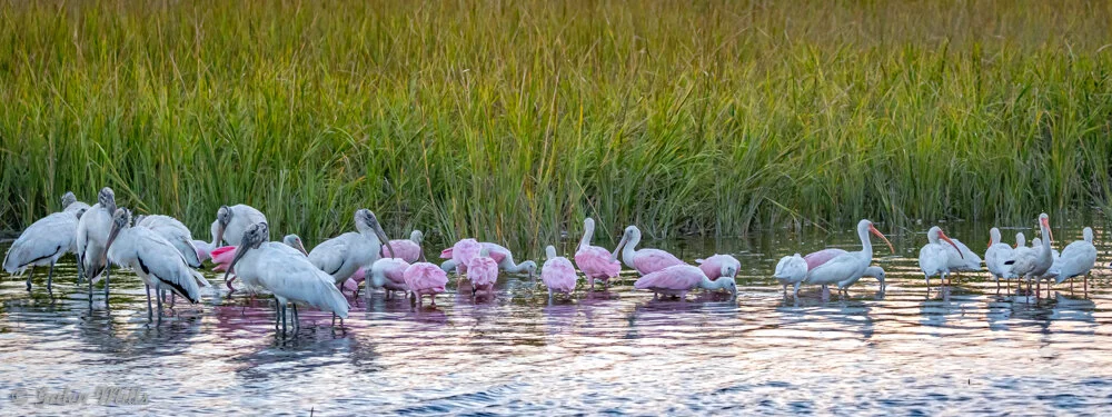 Mixed flock of white and pink wading birds in a marsh