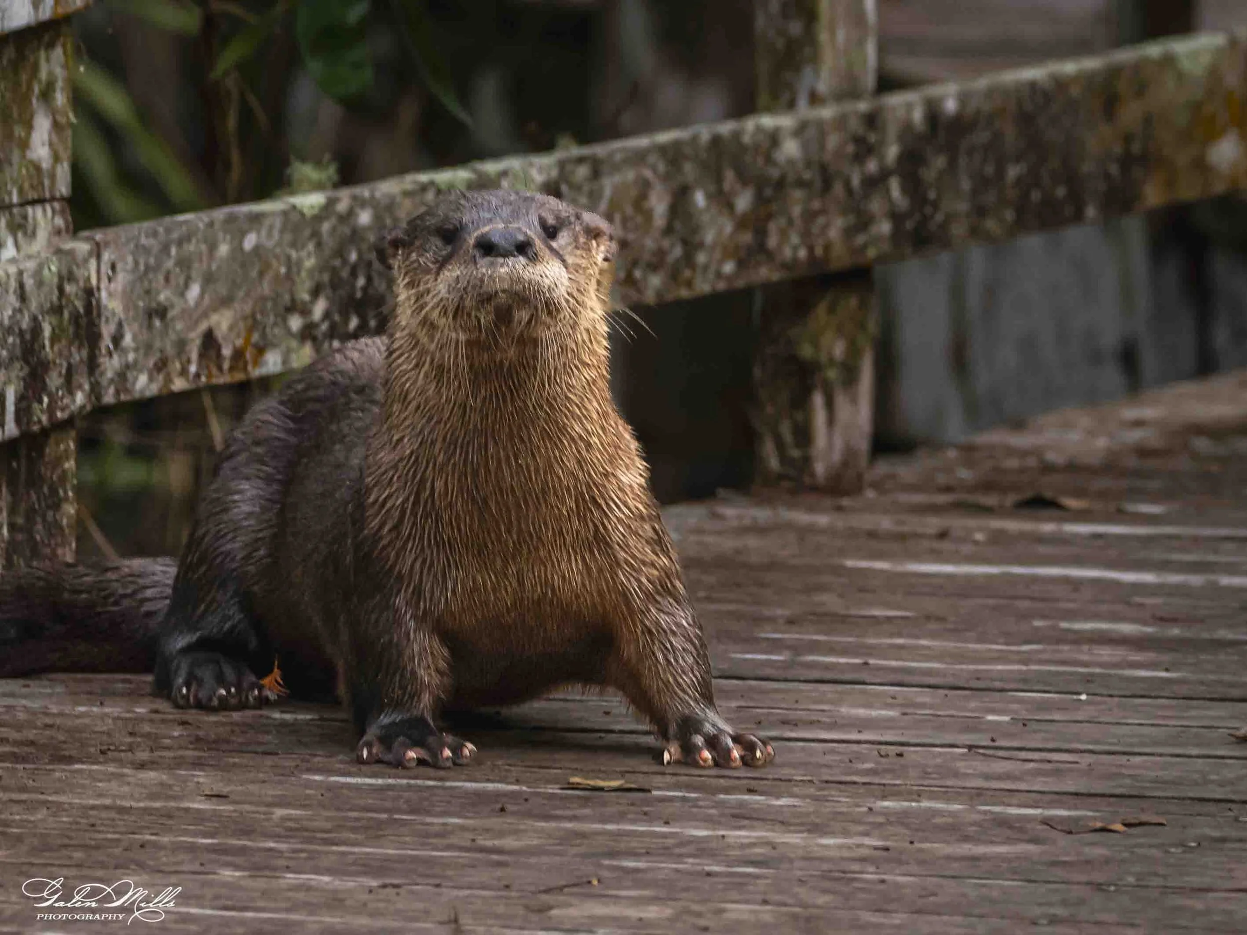 SS Wildlife a-57.jpg