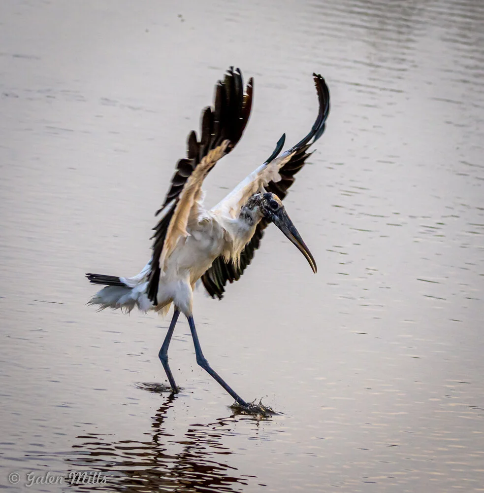 Wood stork walking on water with wings spread, in a calm pond or lake.