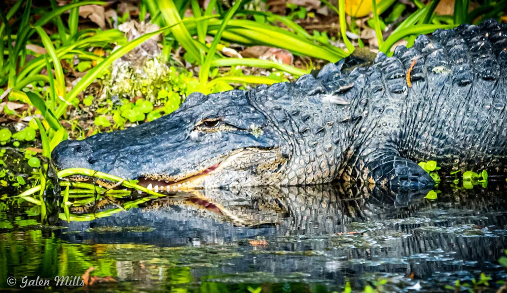 An alligator lying partially submerged in water among green plants.
