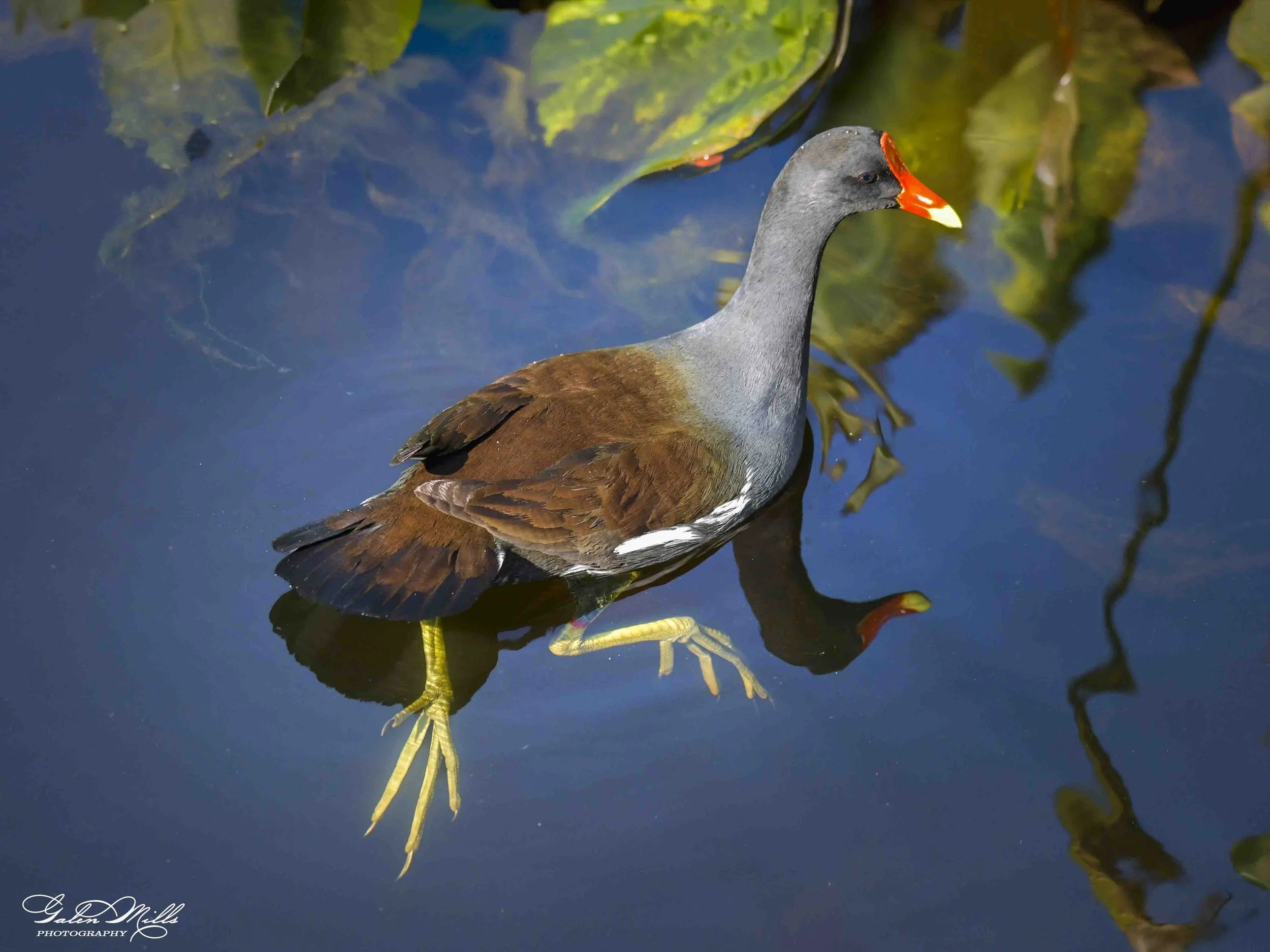 Water birds  Horz-20.jpg