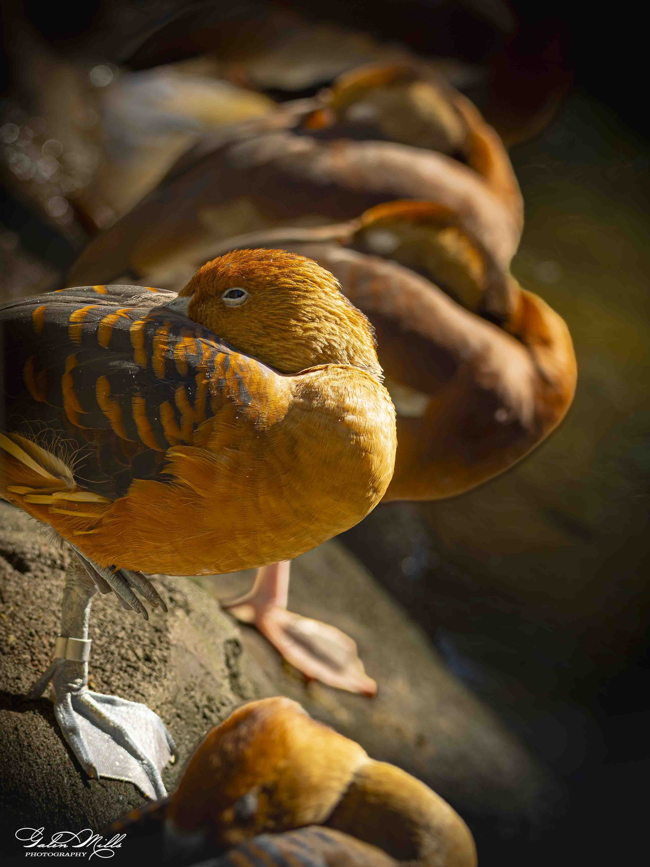 Water birds  Vert-19.jpg