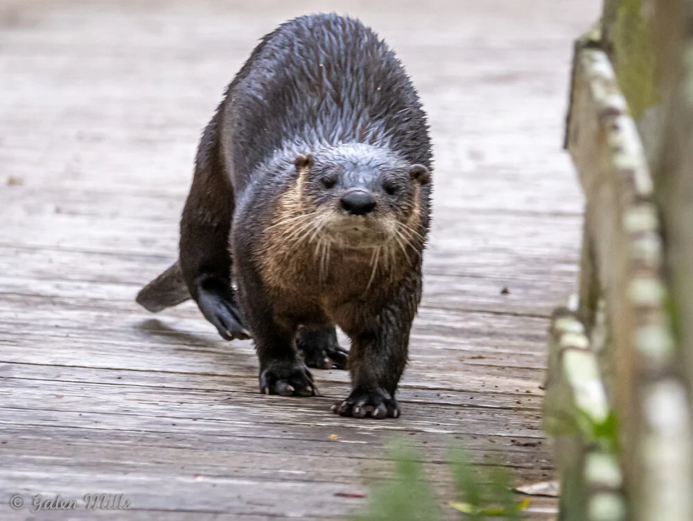 River otter walking on a wooden boardwalk.