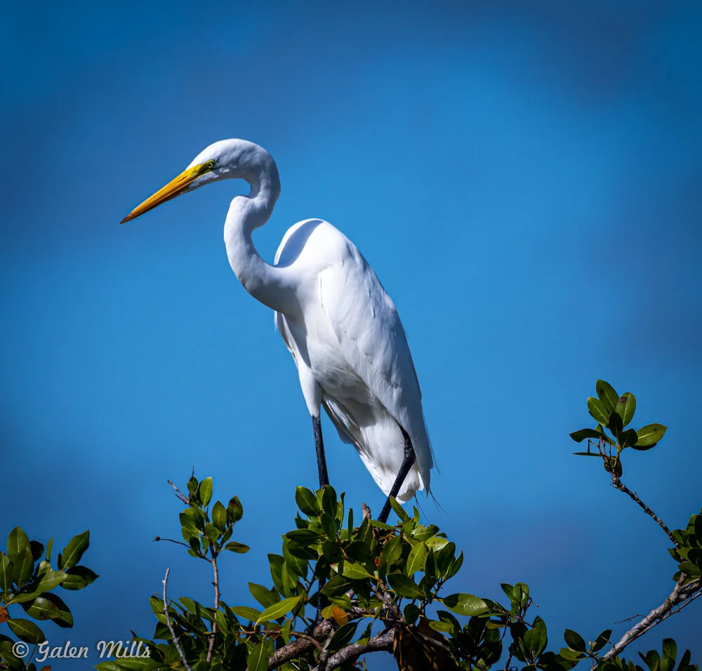 Great egret perched on a tree branch against a clear blue sky, displaying white feathers and a yellow bill.
