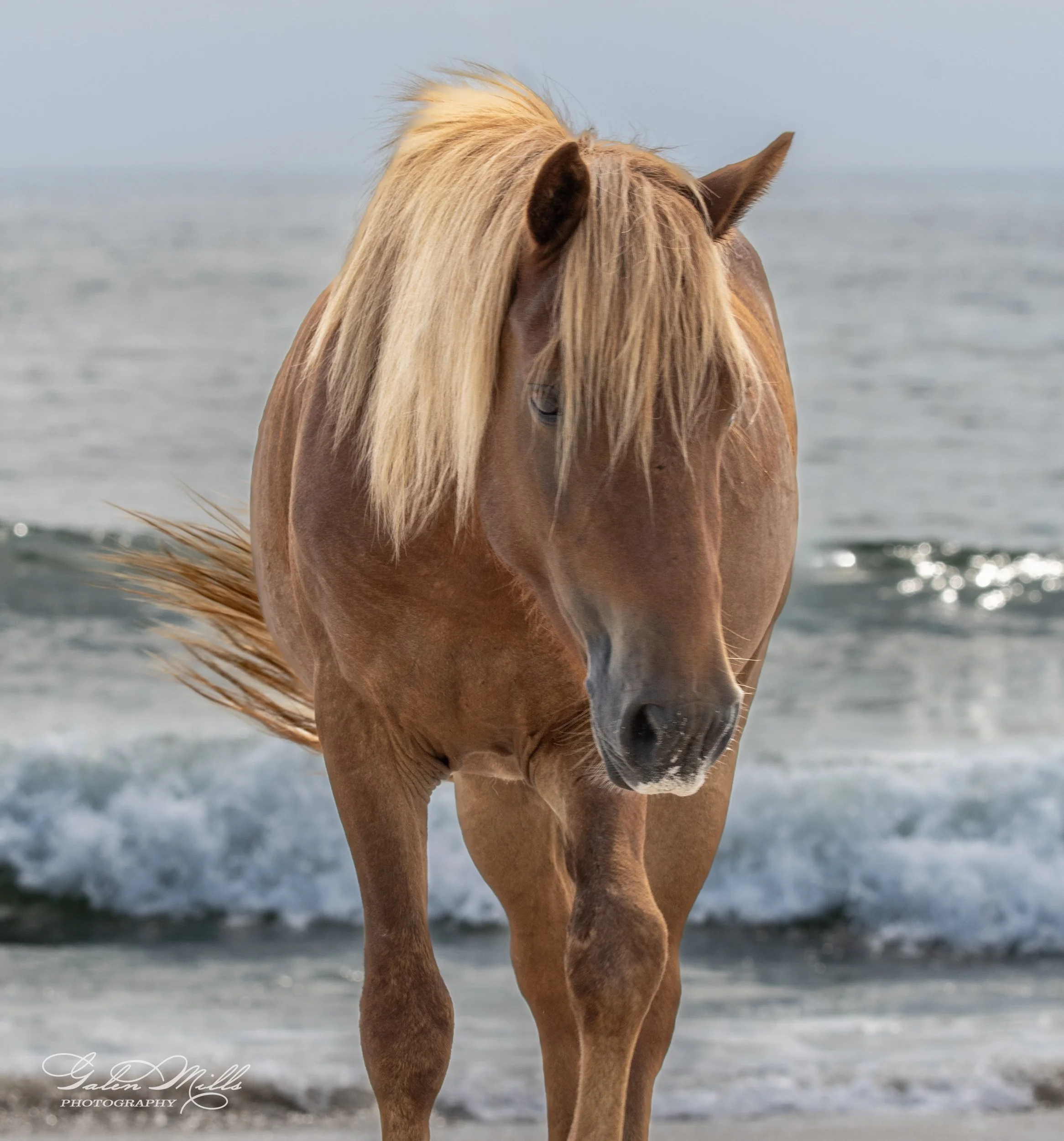 Wild horse with a blonde mane walking along a beach with ocean waves in the background.