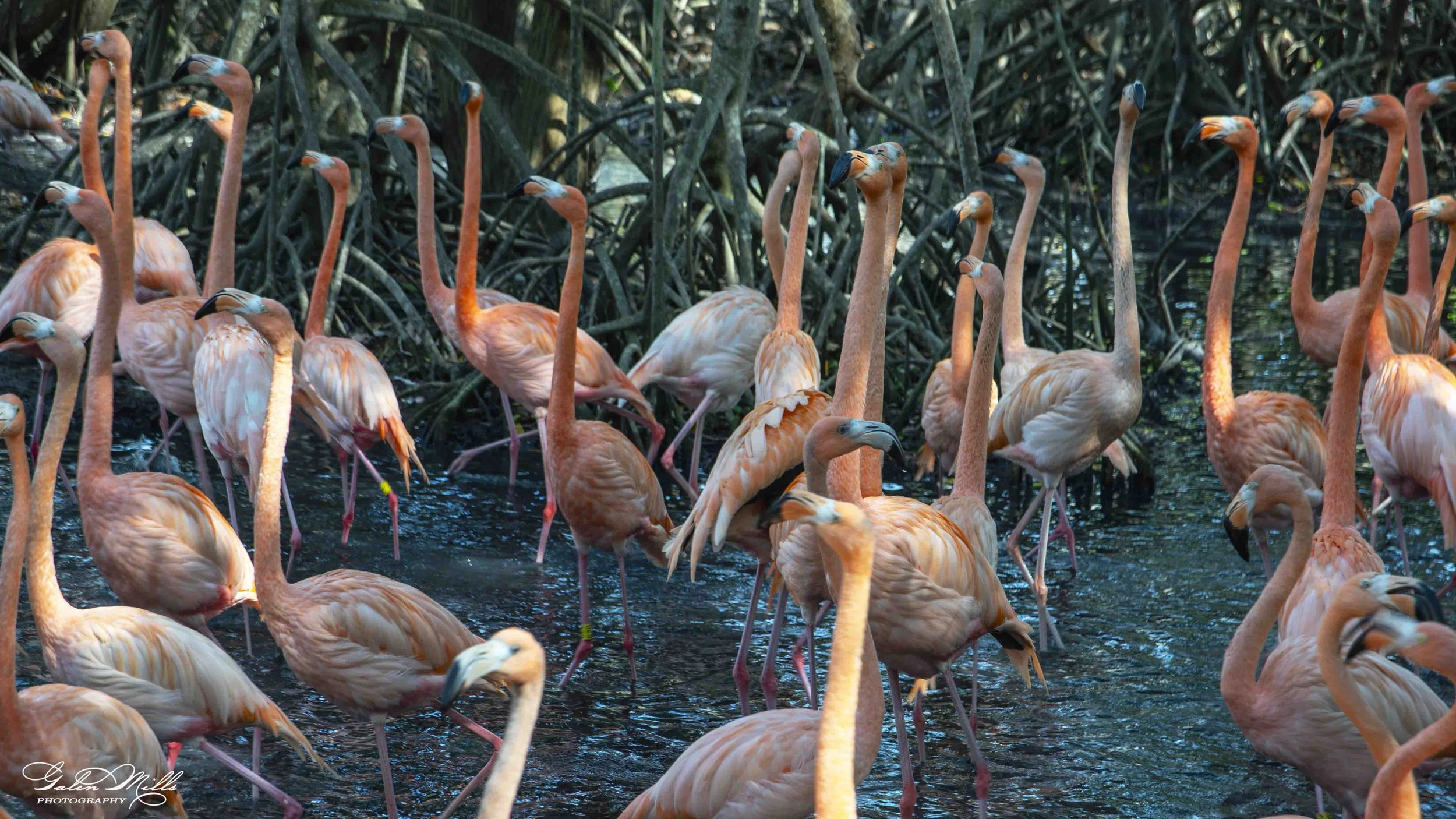 A group of pink flamingos wading in a shallow water habitat with dense green vegetation in the background.