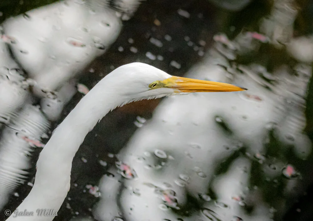 A close-up of a great egret's head with a sharp orange beak, surrounded by blurred reflections on the water surface.