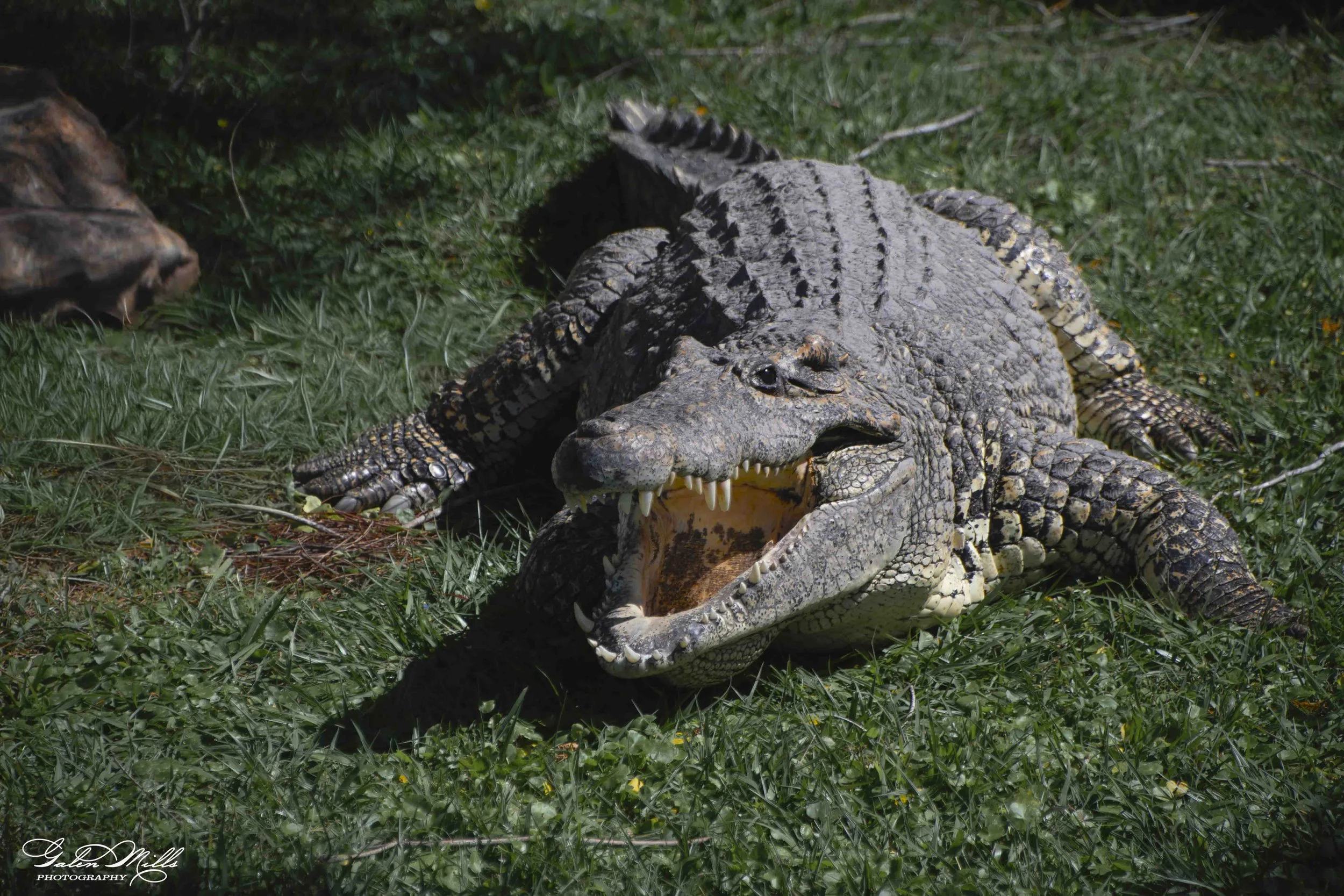 SS Wildlife a-95.jpg