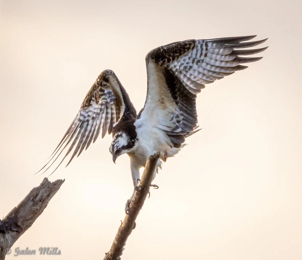 Osprey landing on a tree branch with wings spread