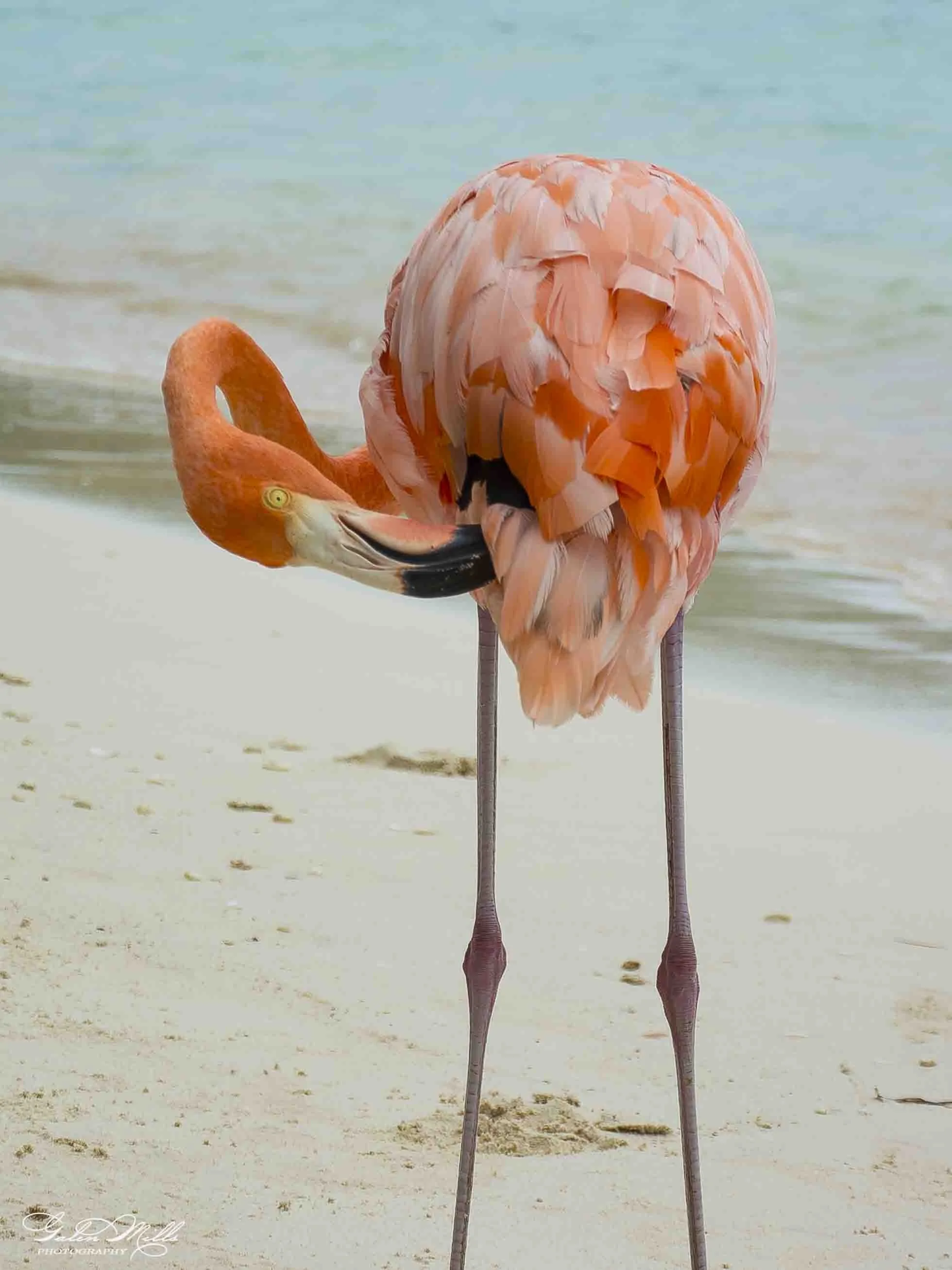 A flamingo standing on a sandy beach with a calm ocean in the background.