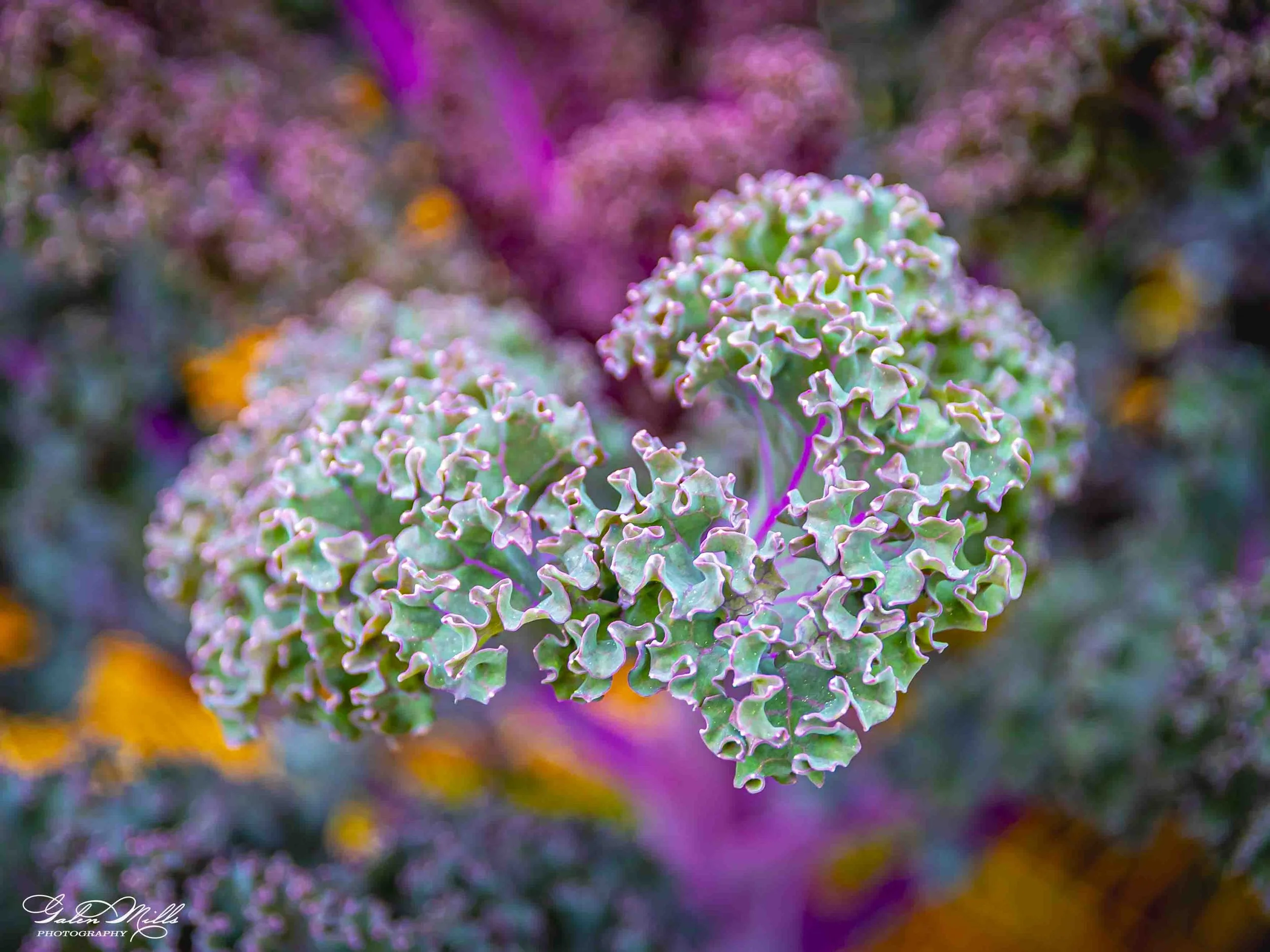 Close-up of a cluster of colorful, ruffled coral with shades of green, pink, and purple, with a blurred vibrant background.