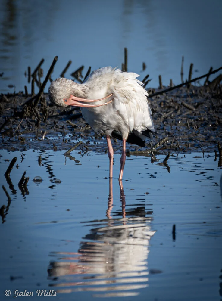 White ibis preening in a shallow water area with reflection in the water