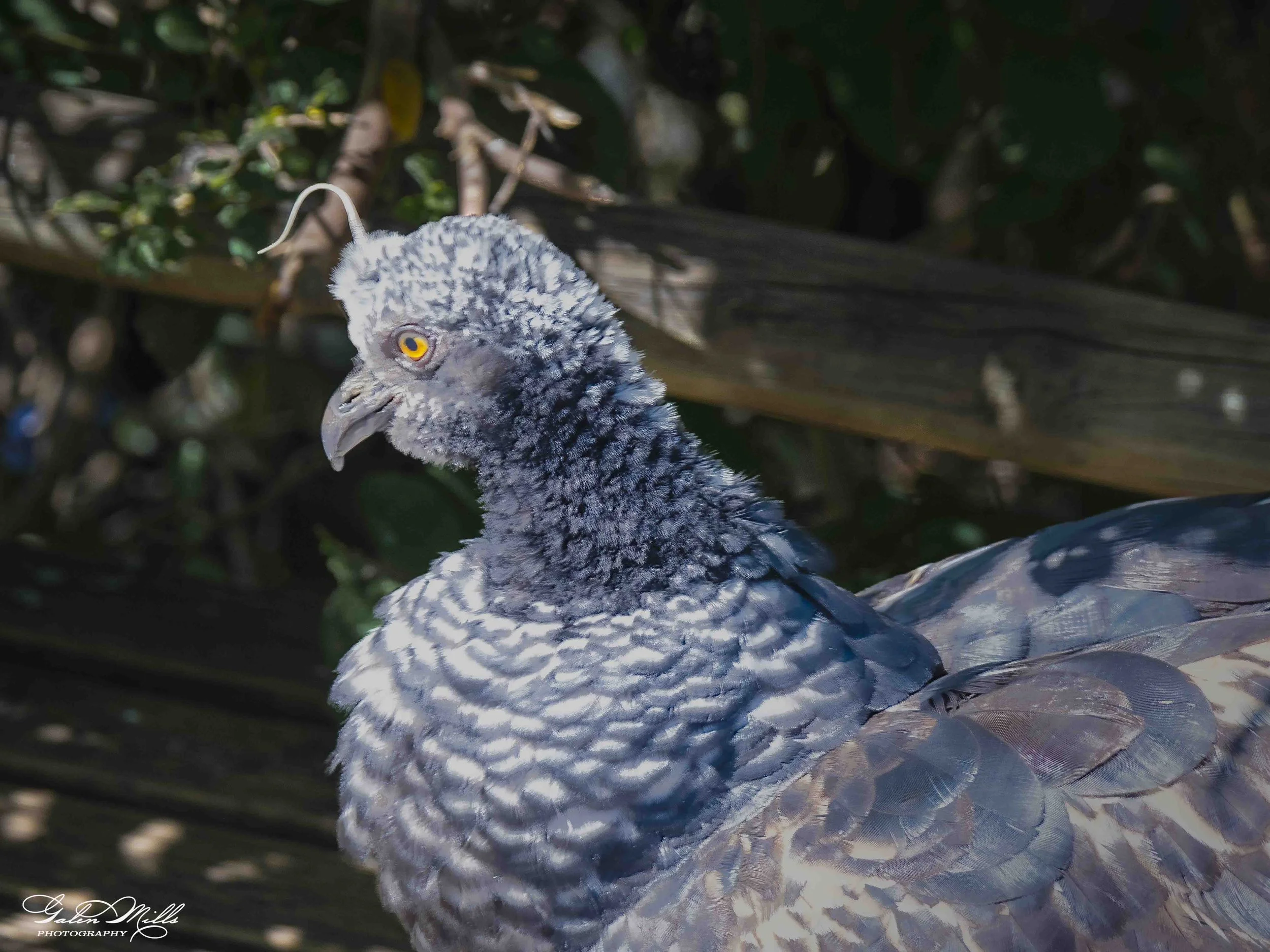 Close-up of a bird with gray and white feathers, yellow eyes, set against a dark leafy background.