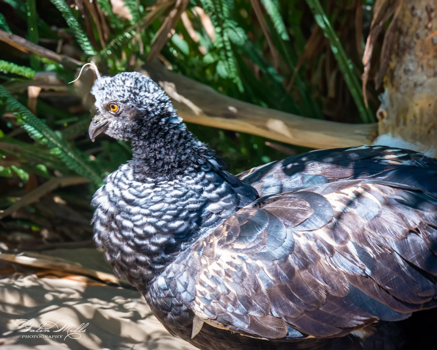 Close-up view of a bird with black and white speckled feathers standing among green foliage.