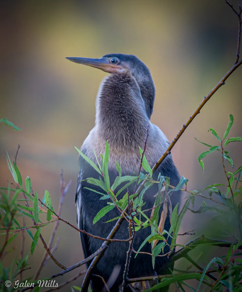 Close-up of a heron standing among green foliage, against a blurred natural background.