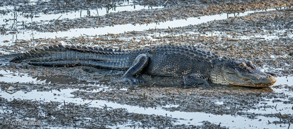 American alligator resting in muddy wetlands