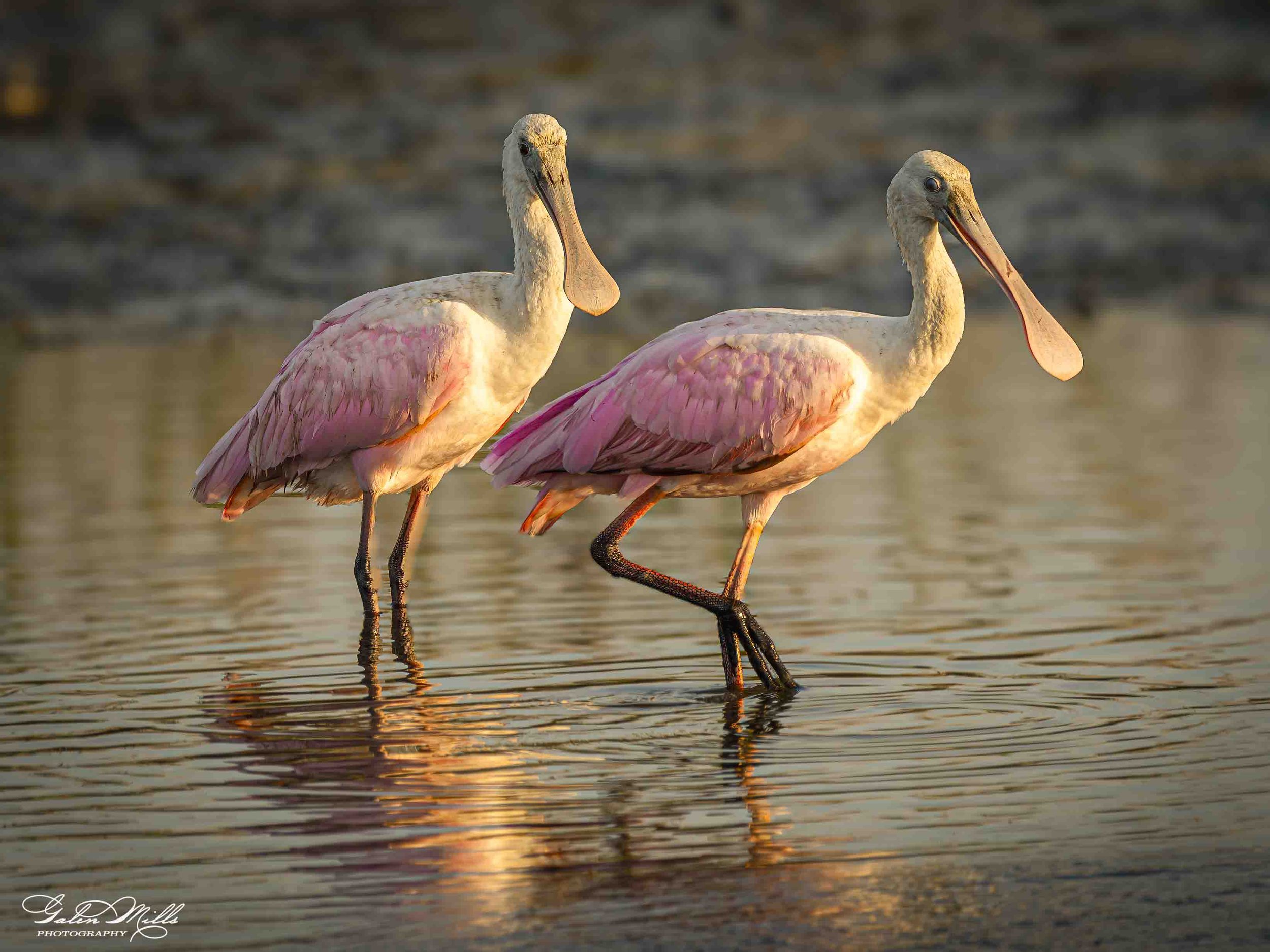 Two pink and roseate spoonbill standing in shallow water at sunset.