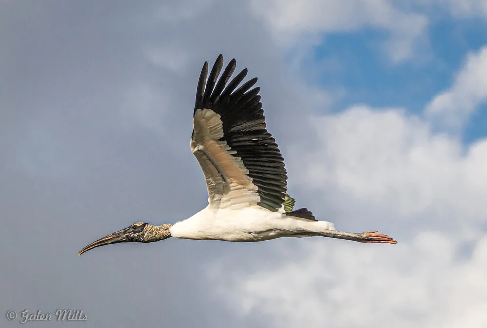 Wood stork flying against a cloudy blue sky.