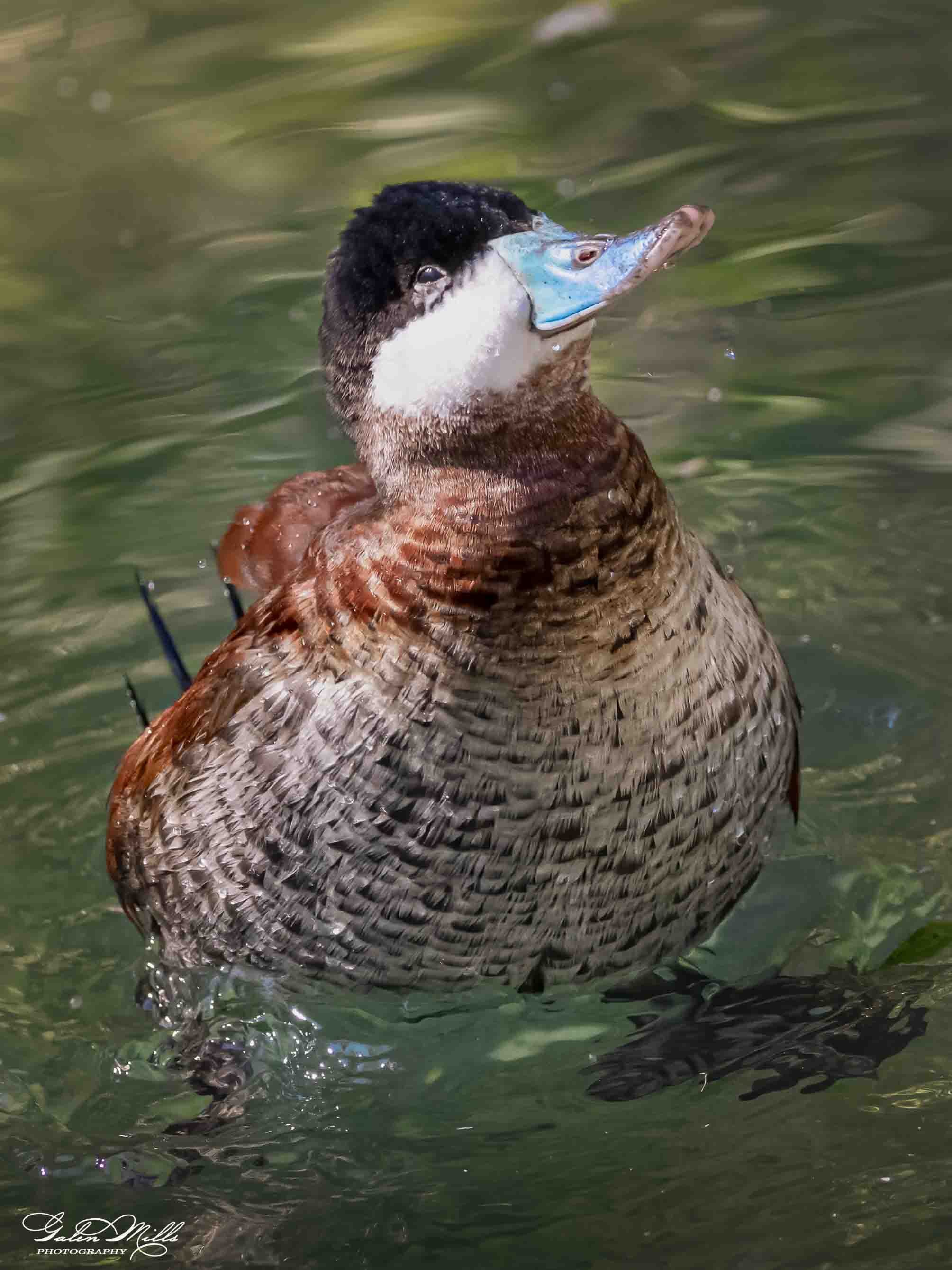Water birds  Vert-20.jpg