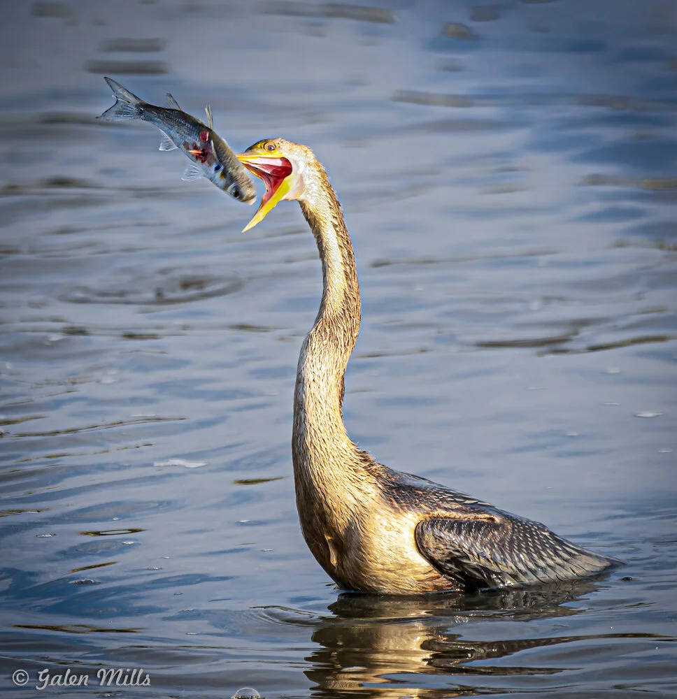 A bird, possibly an anhinga, with a large fish in its open beak while standing in water.