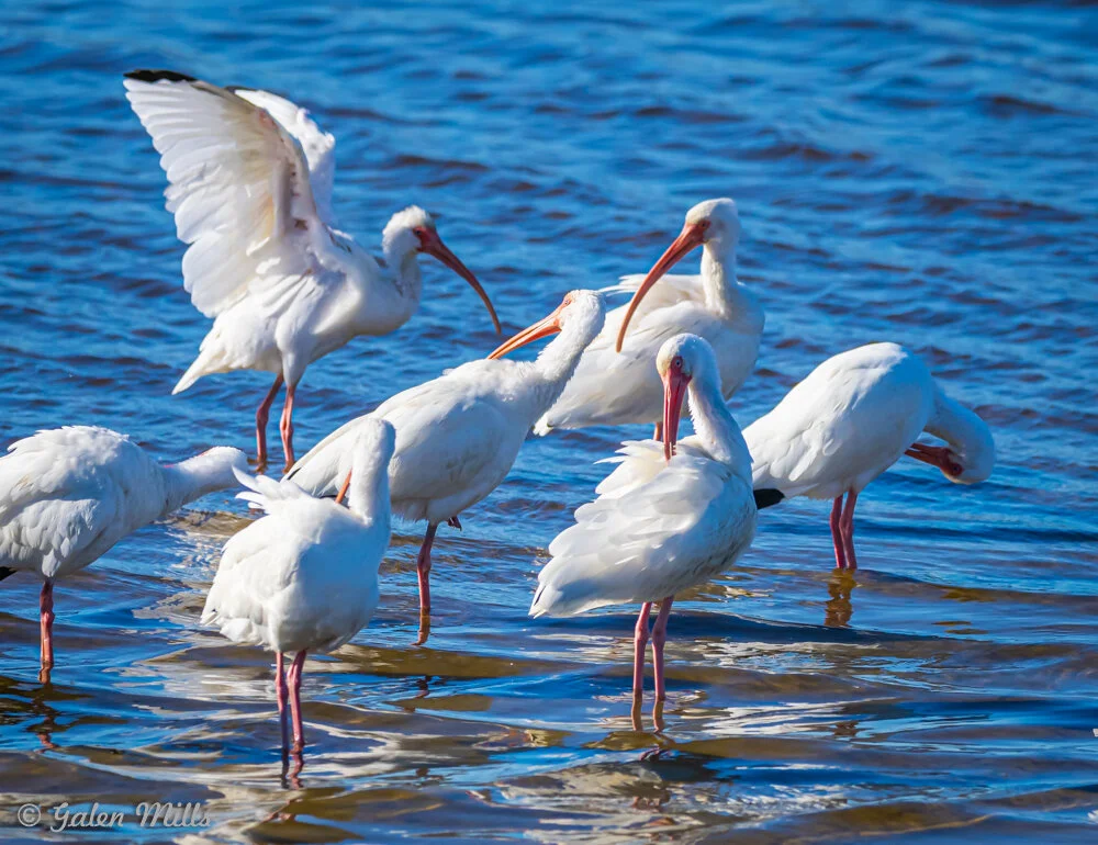 A group of white ibises standing and preening in shallow blue water.