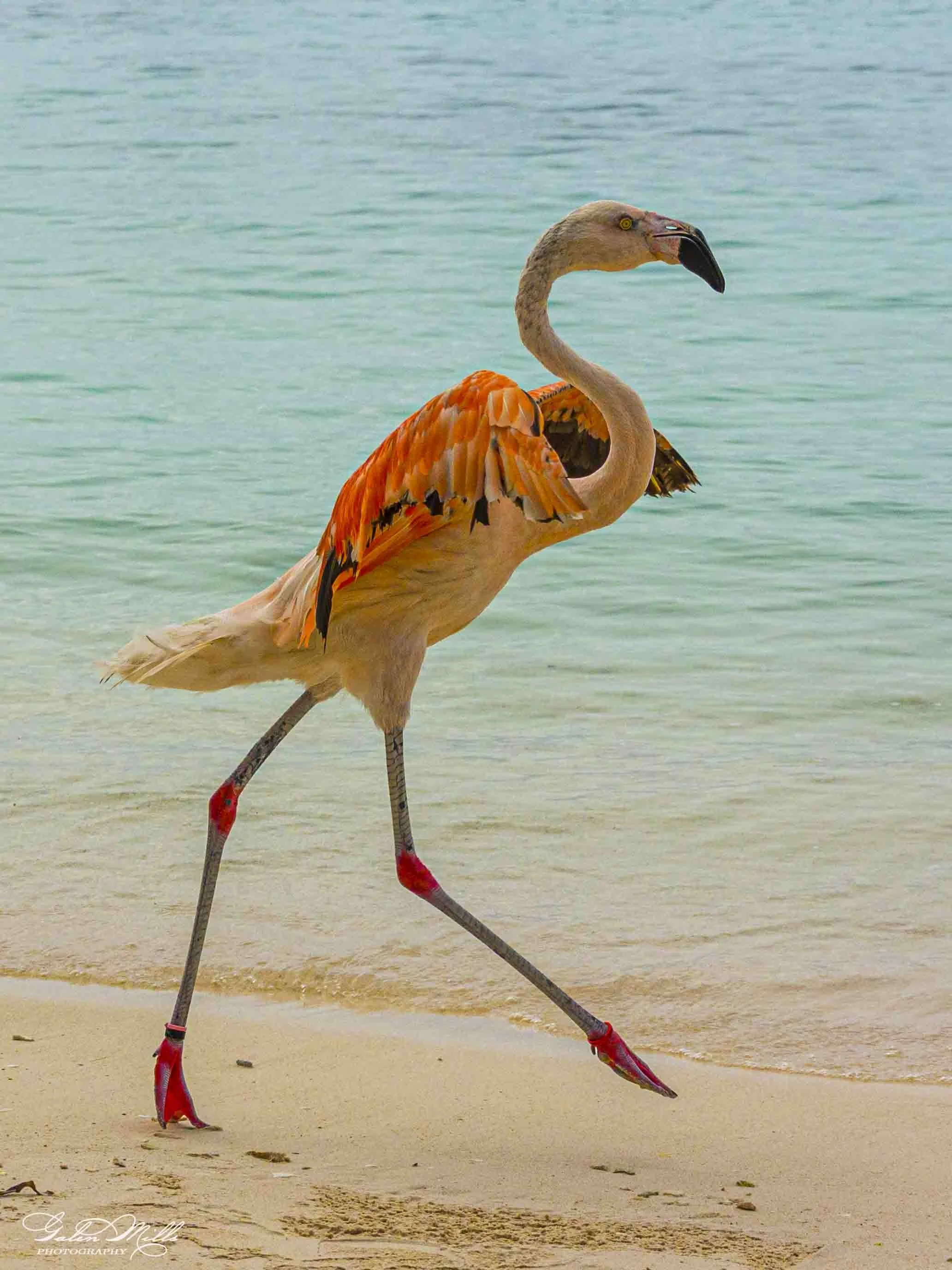 A flamingo with one leg lifted standing on a sandy beach near the water, wearing pink leg coverings.