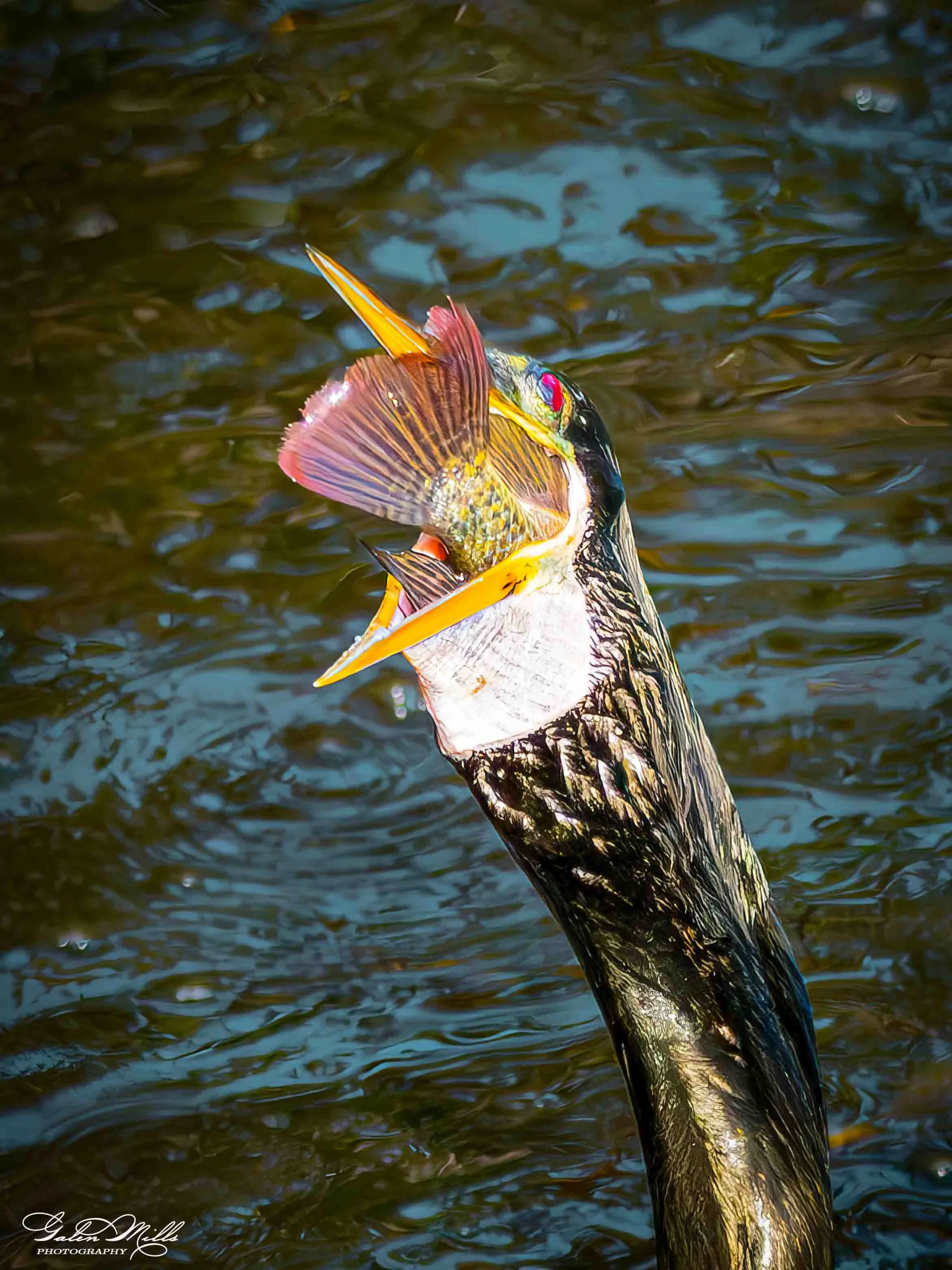 Avian Gallery-21.jpg